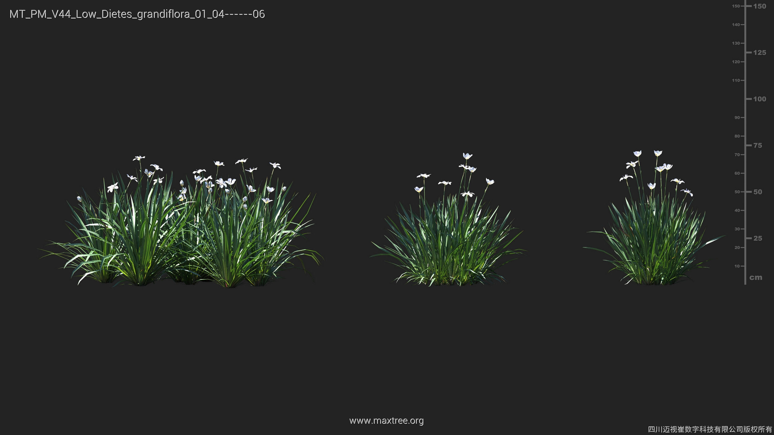 Maxtree Plant Models Vol 44 Low - Mesh 3D model_18