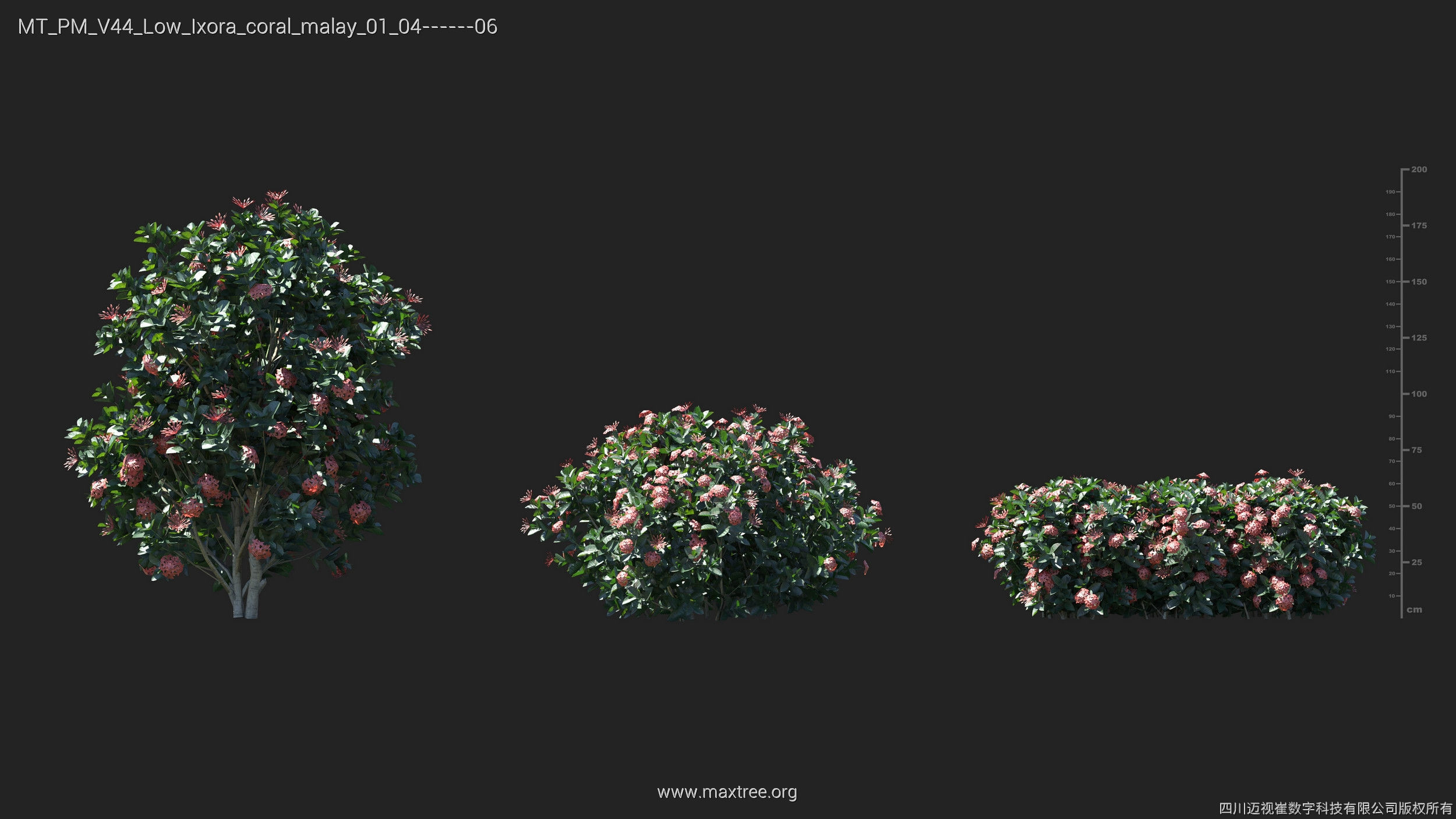 Maxtree Plant Models Vol 44 Low - Mesh 3D model_27