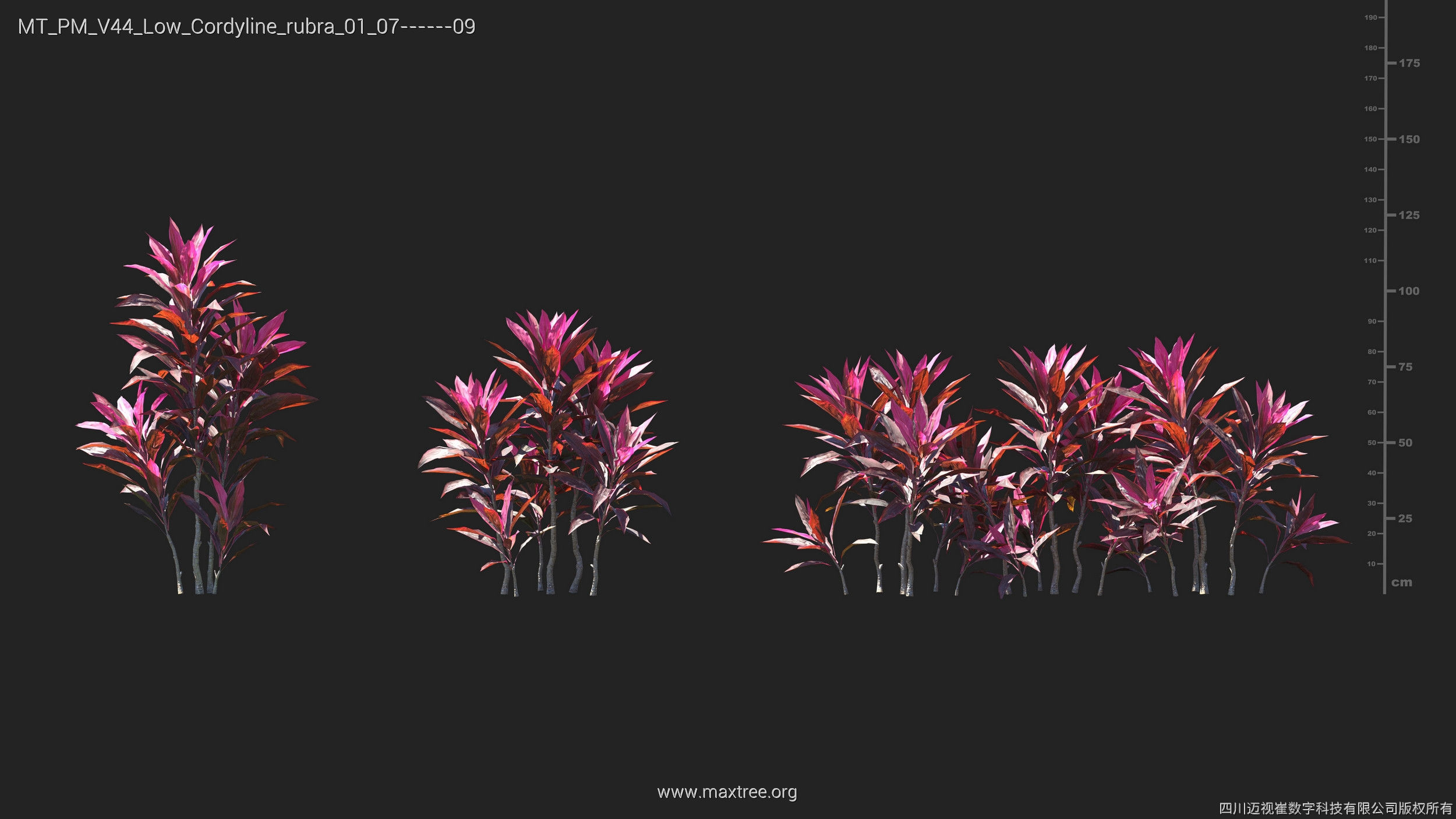 Maxtree Plant Models Vol 44 Low - Mesh 3D model_16