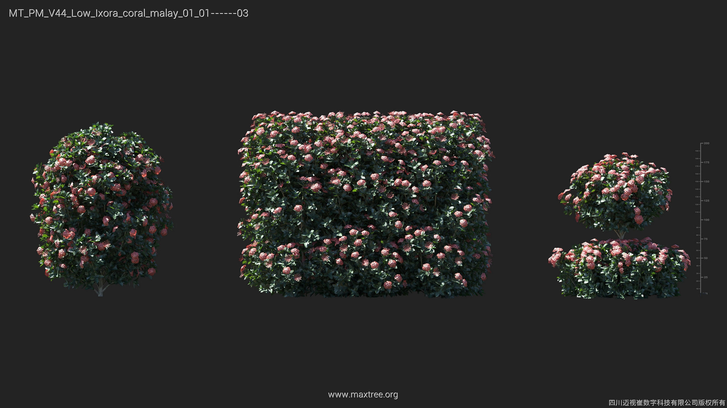 Maxtree Plant Models Vol 44 Low - Mesh 3D model_26