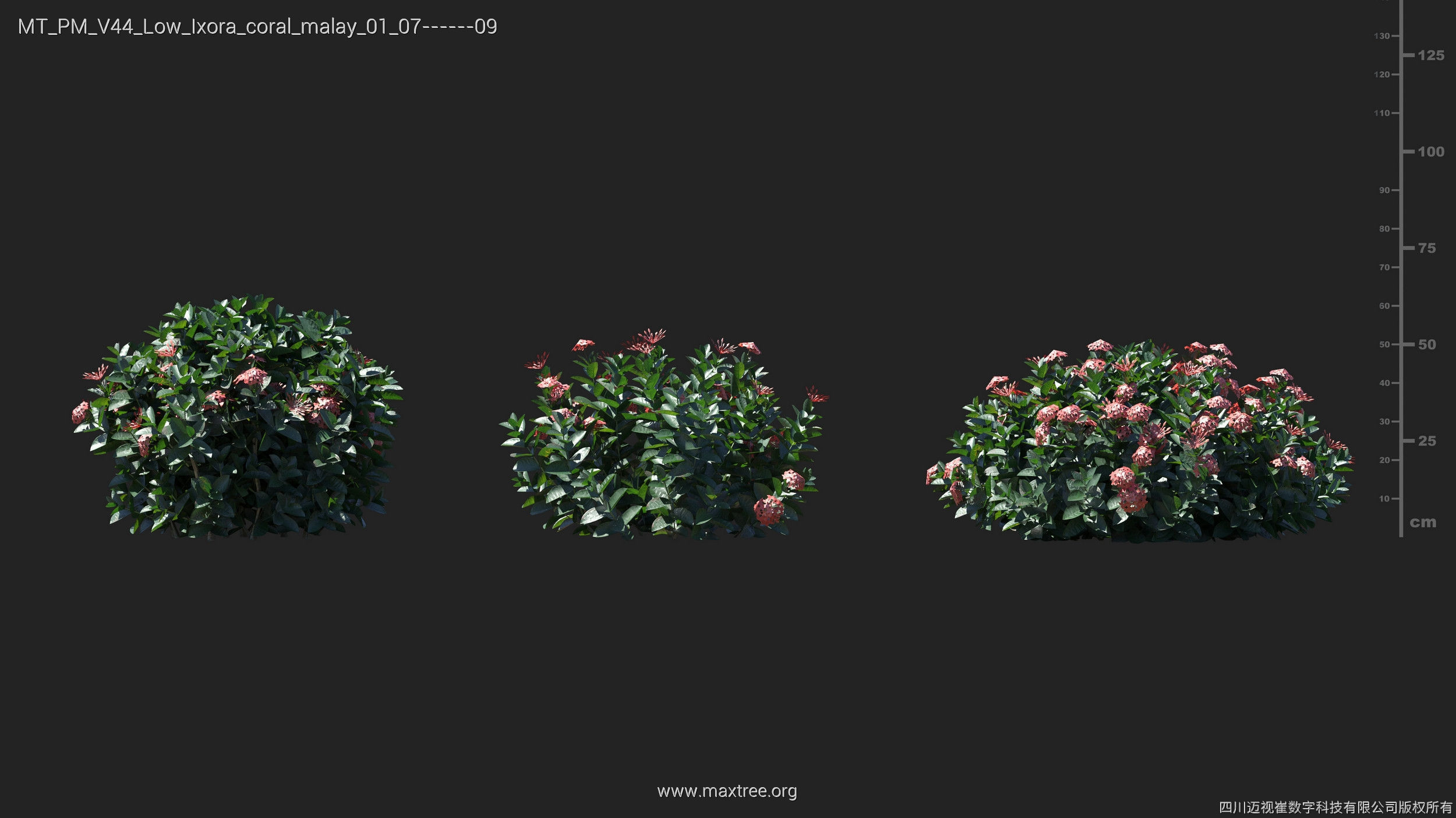 Maxtree Plant Models Vol 44 Low - Mesh 3D model_28