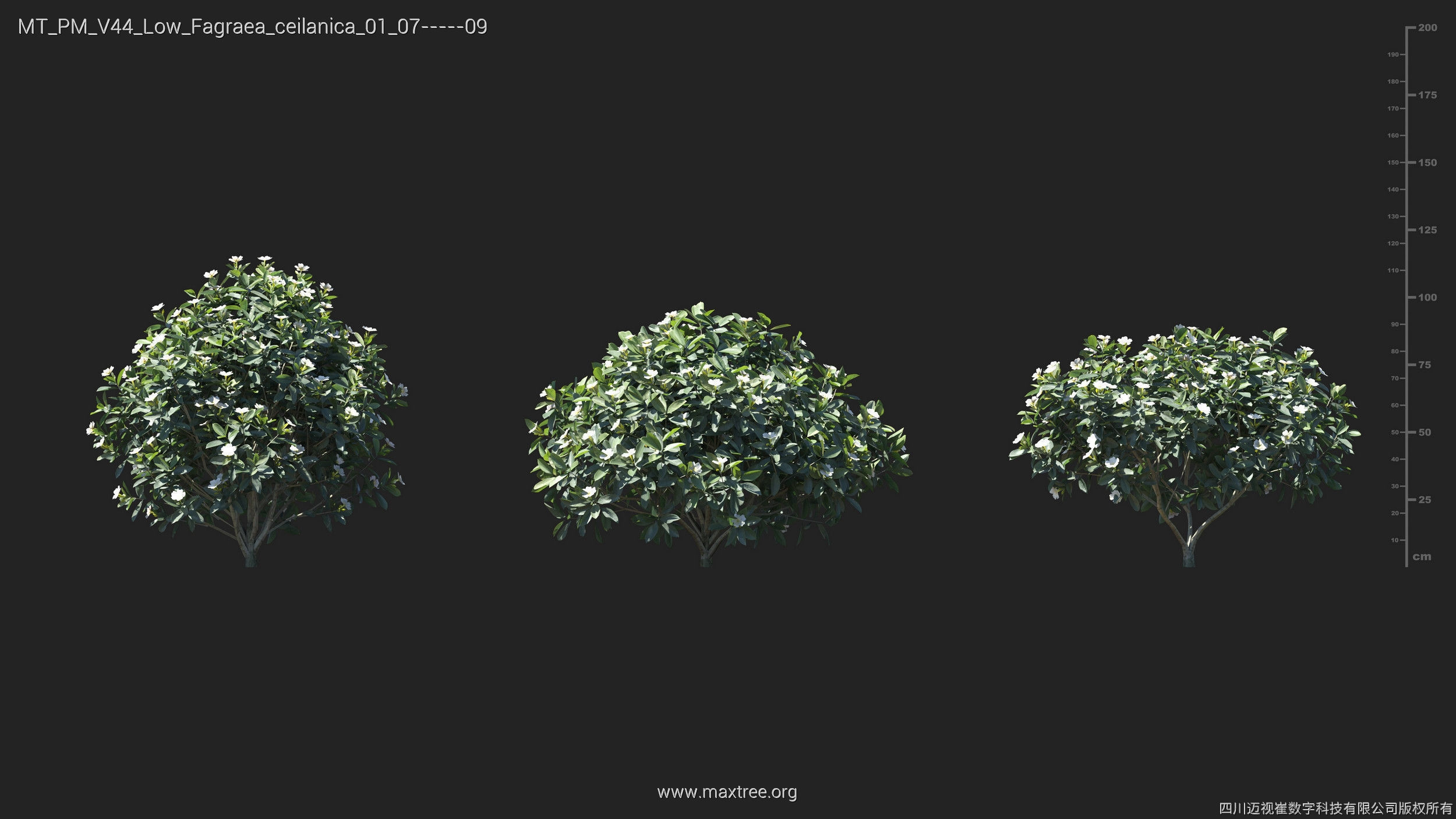 Maxtree Plant Models Vol 44 Low - Mesh 3D model_22