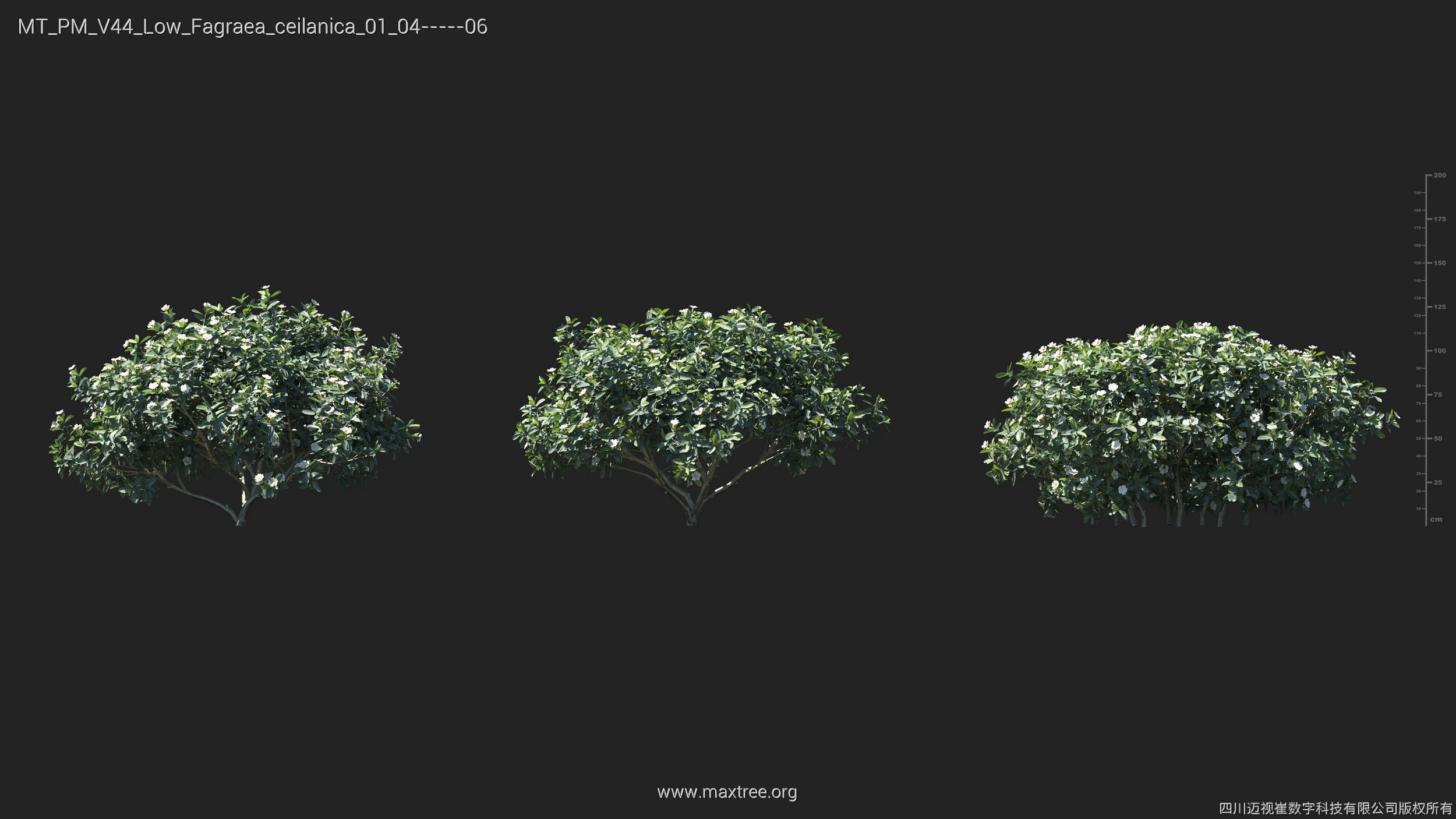 Maxtree Plant Models Vol 44 Low - Mesh 3D model_21