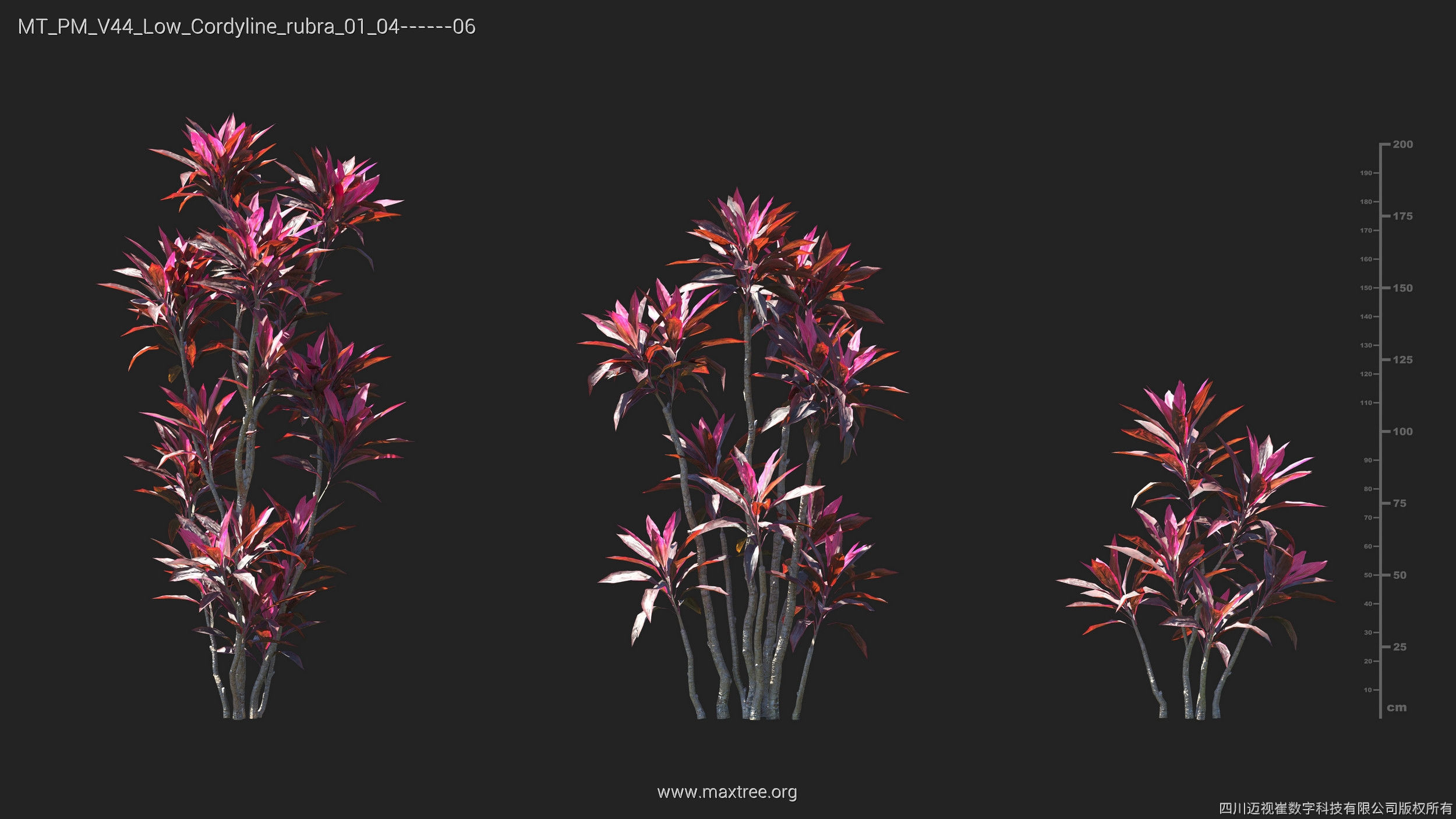 Maxtree Plant Models Vol 44 Low - Mesh 3D model_15