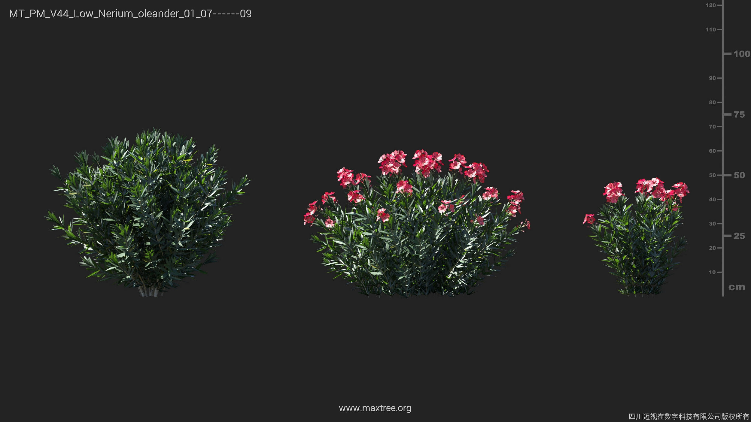 Maxtree Plant Models Vol 44 Low - Mesh 3D model_34