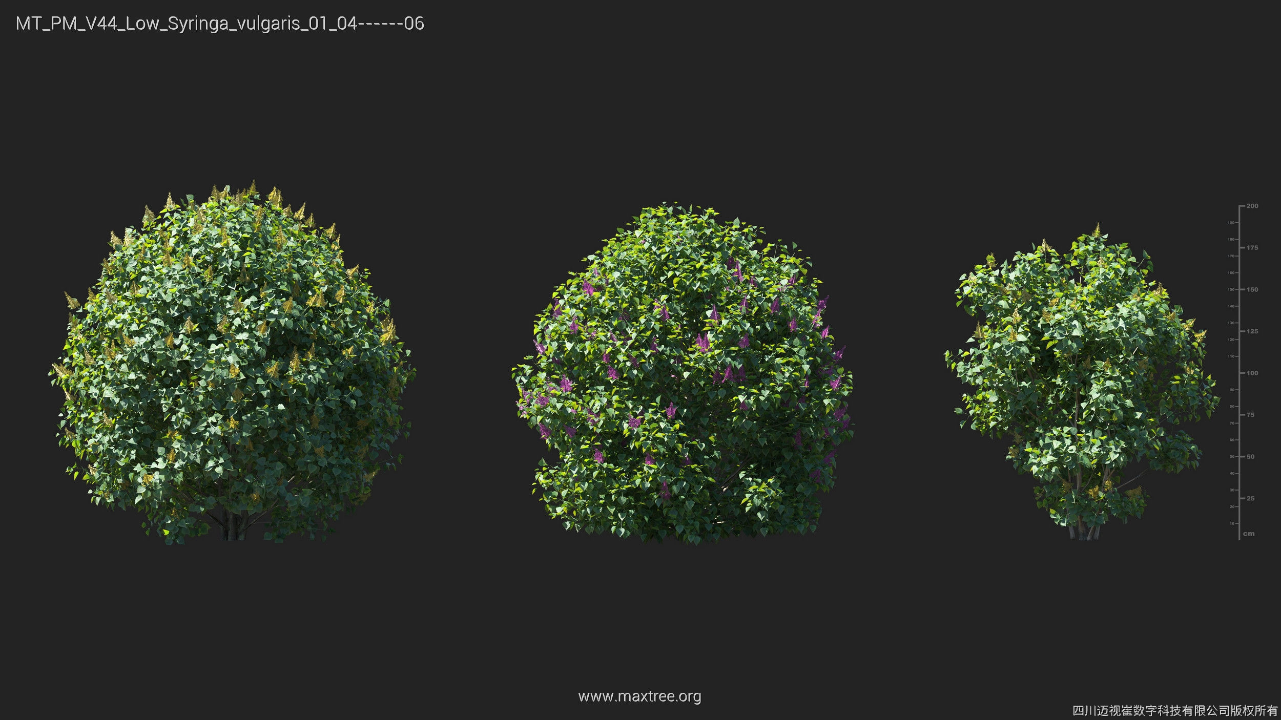Maxtree Plant Models Vol 44 Low - Mesh 3D model_36
