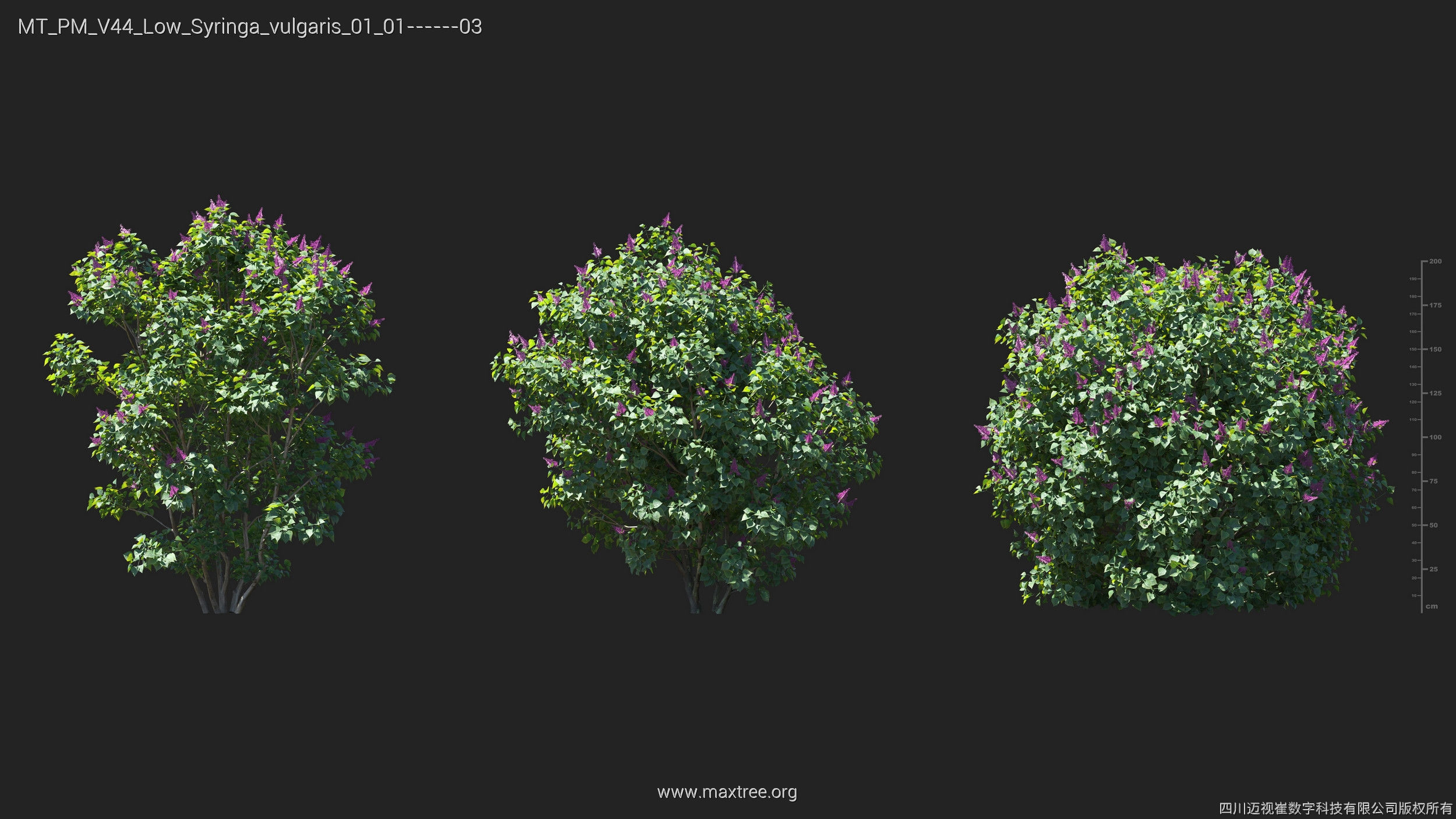 Maxtree Plant Models Vol 44 Low - Mesh 3D model_35