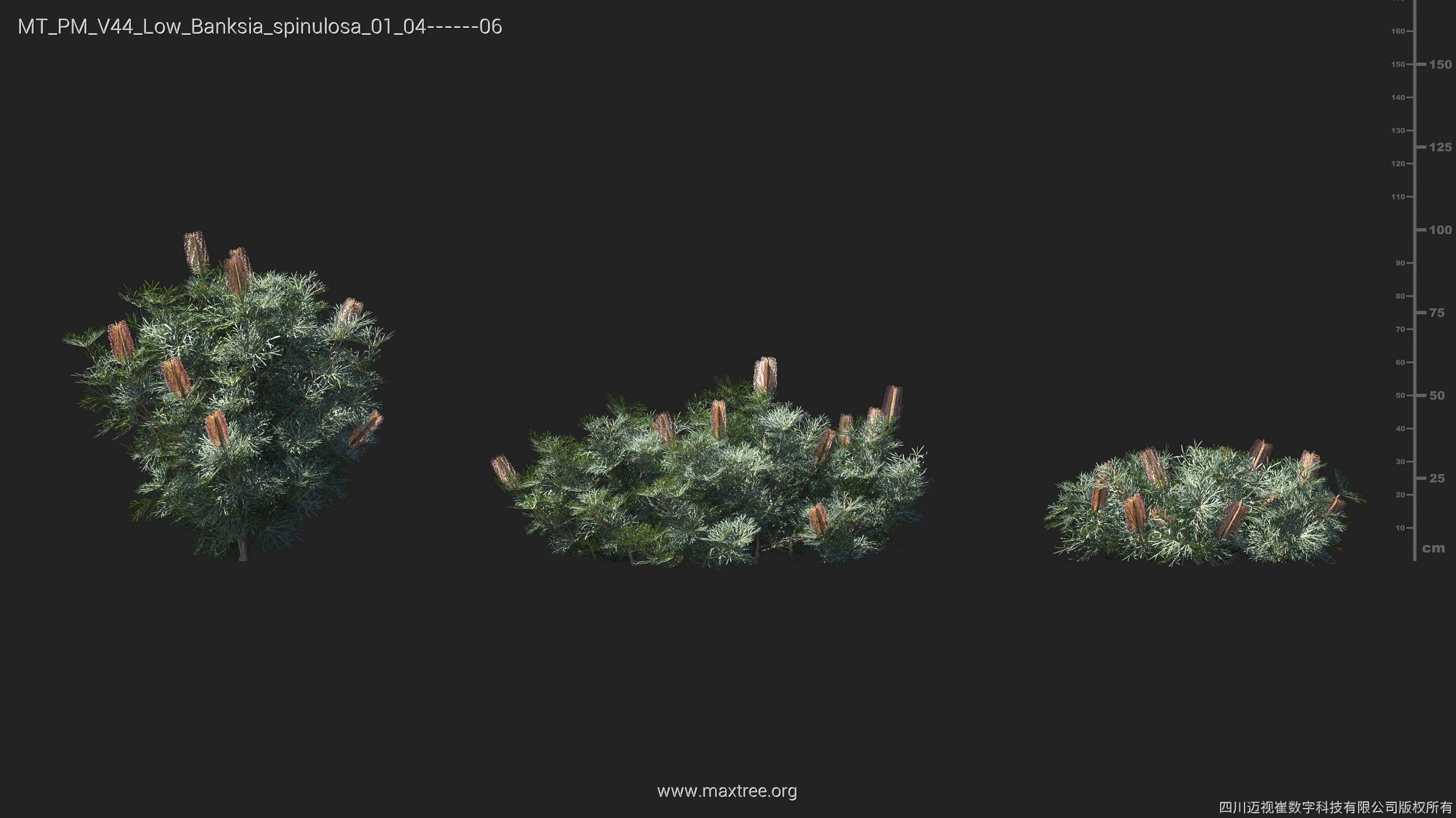 Maxtree Plant Models Vol 44 Low - Mesh 3D model_9