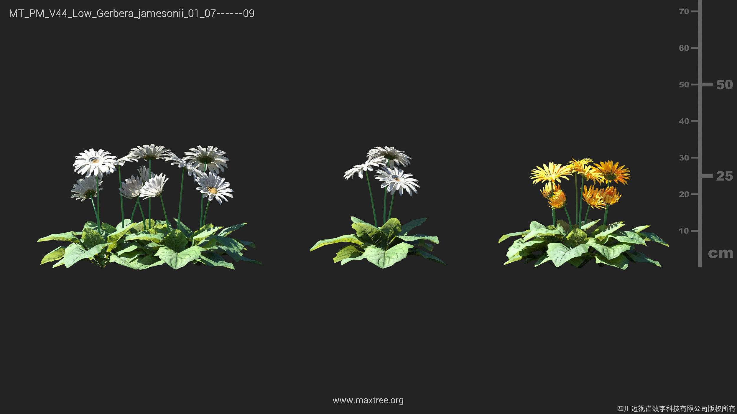 Maxtree Plant Models Vol 44 Low - Mesh 3D model_25