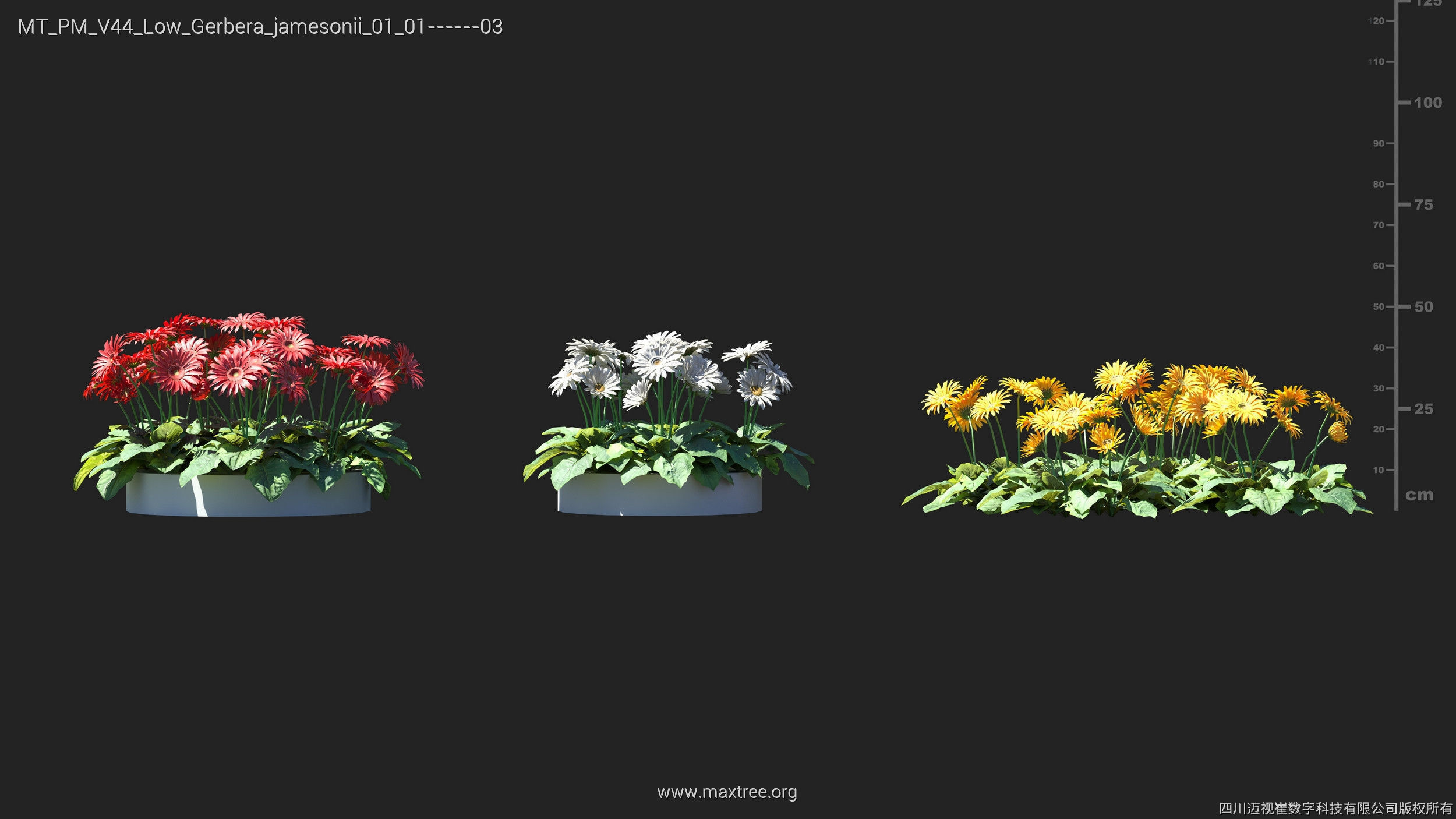 Maxtree Plant Models Vol 44 Low - Mesh 3D model_23