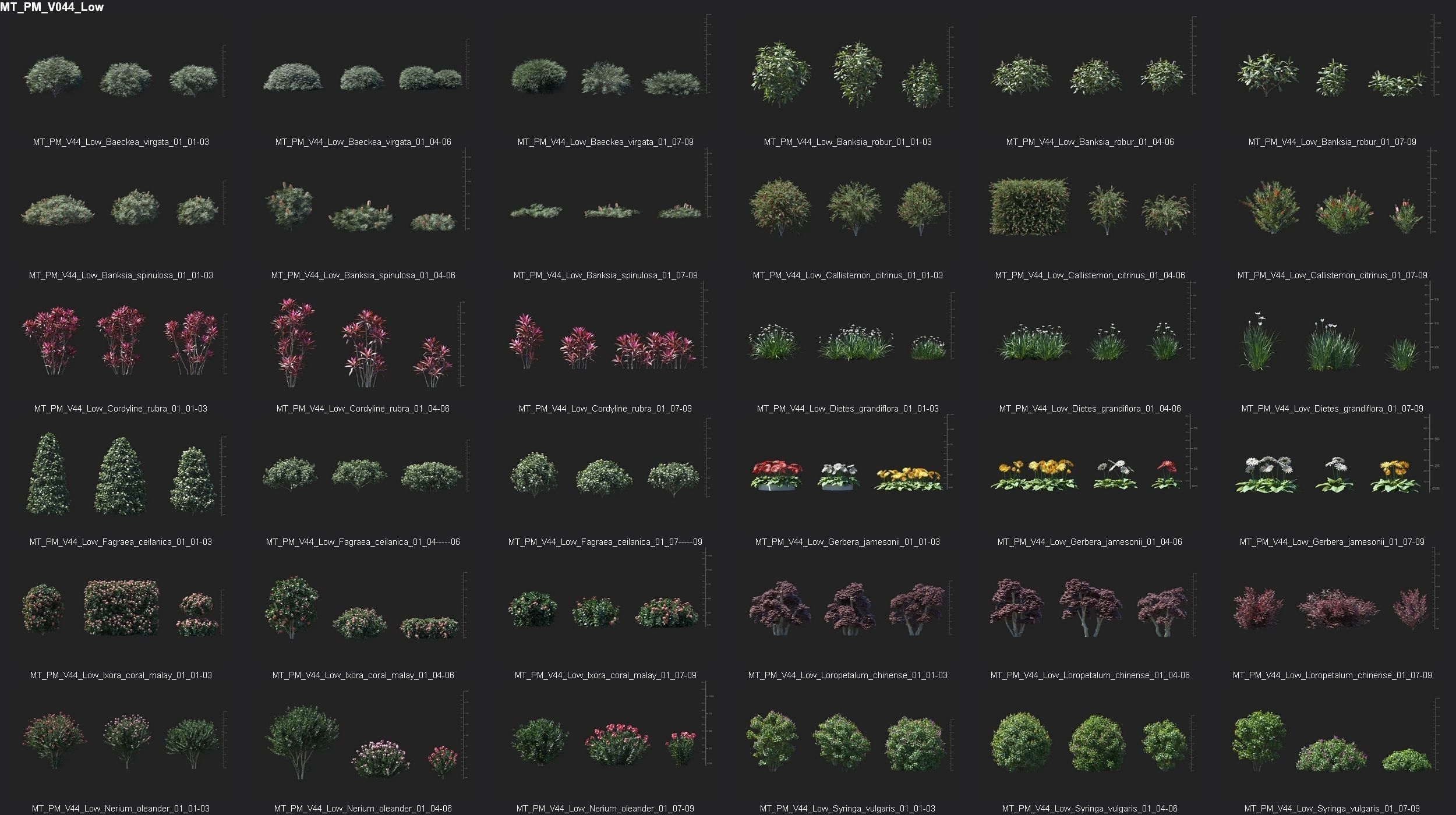 Maxtree Plant Models Vol 44 Low - Mesh 3D model_1