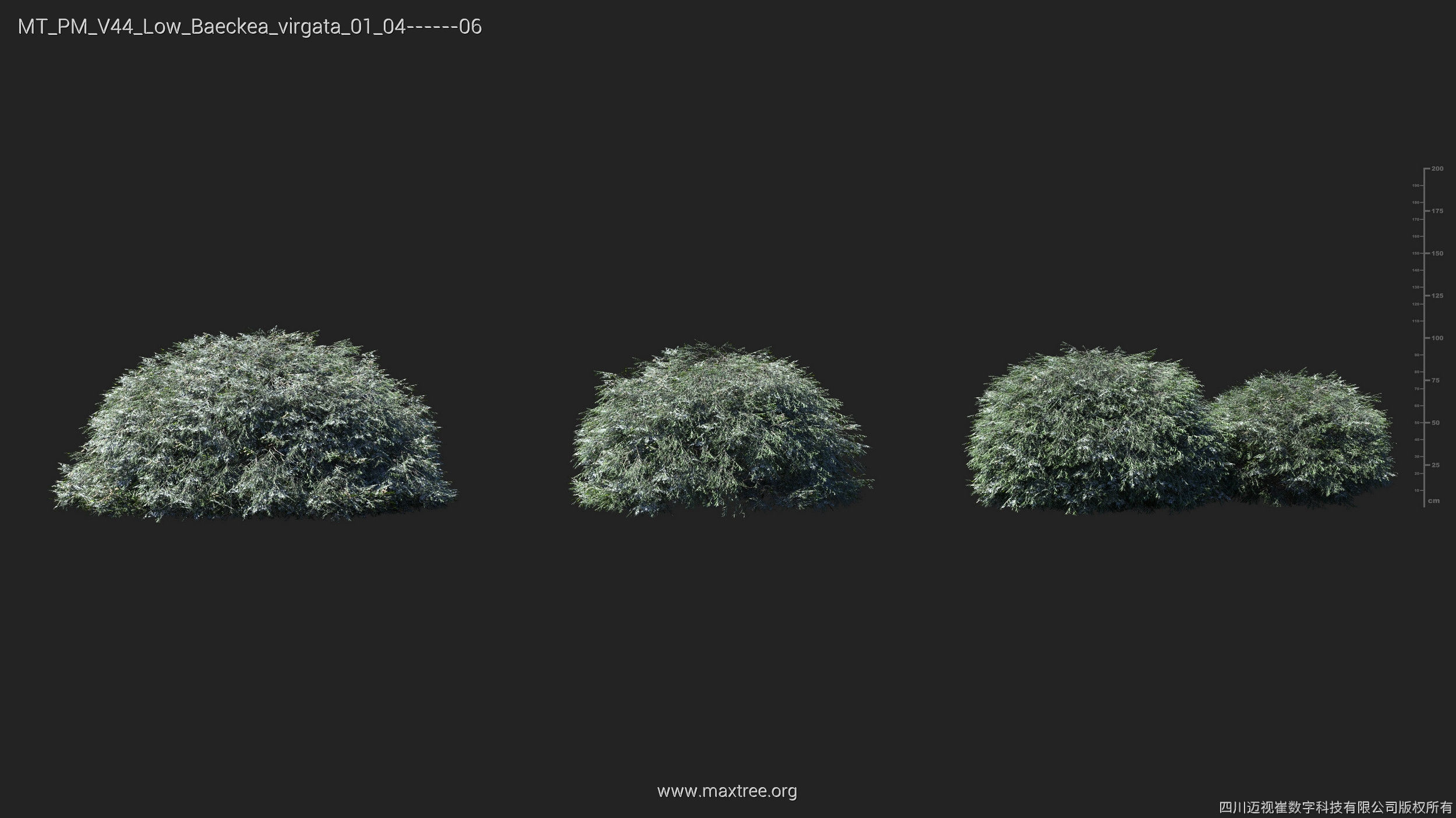 Maxtree Plant Models Vol 44 Low - Mesh 3D model_3