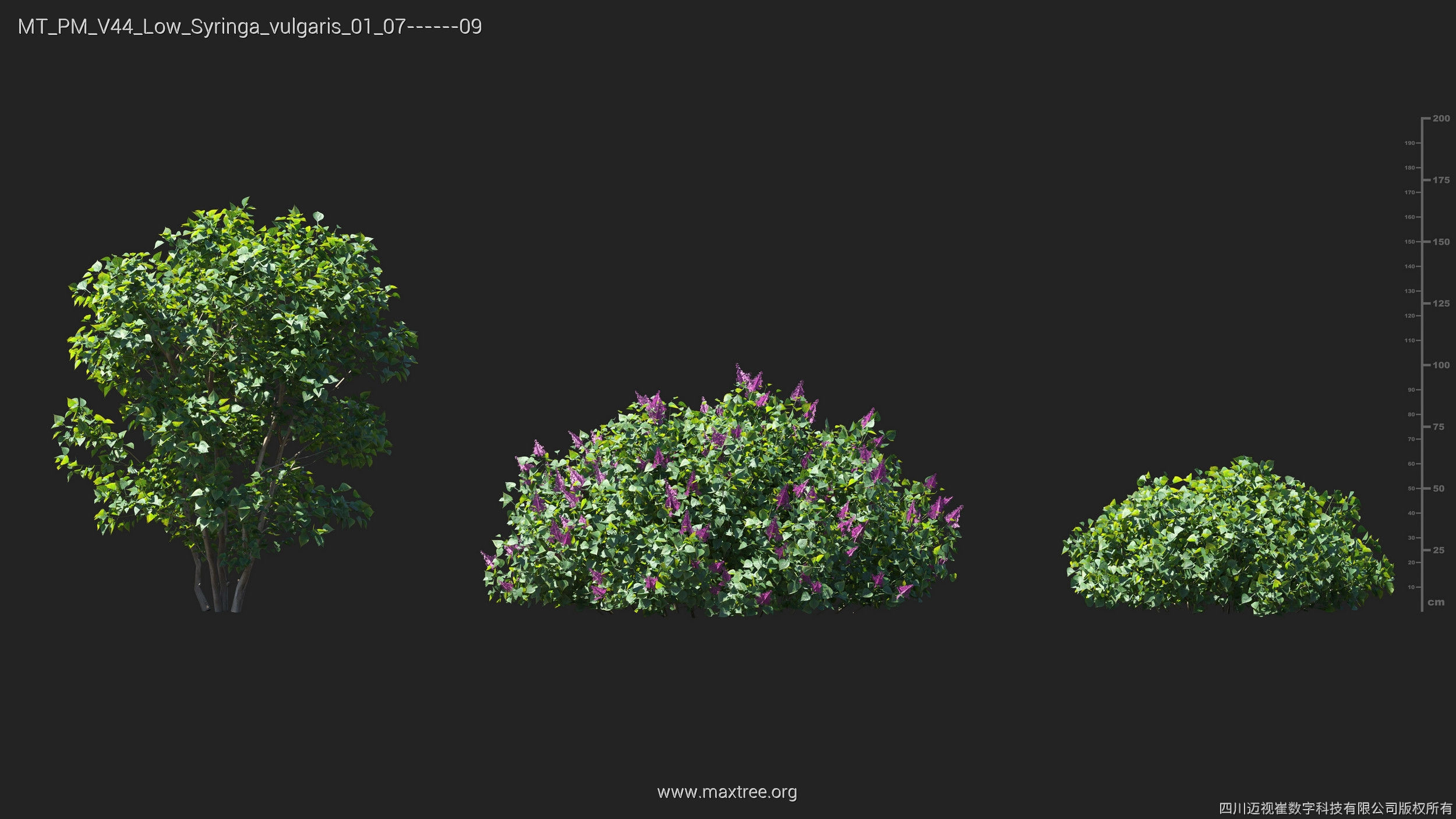 Maxtree Plant Models Vol 44 Low - Mesh 3D model_37