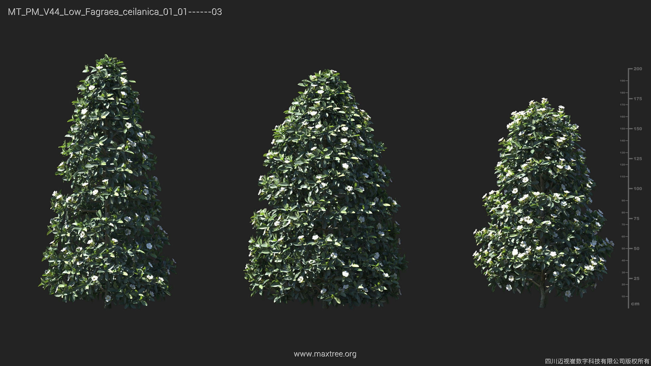 Maxtree Plant Models Vol 44 Low - Mesh 3D model_20