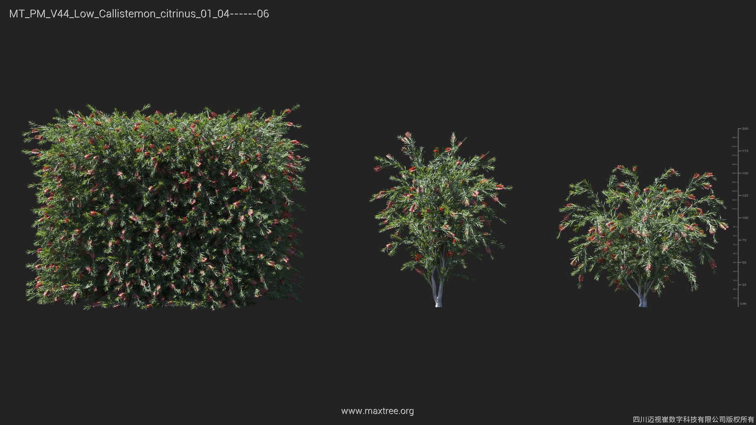 Maxtree Plant Models Vol 44 Low - Mesh 3D model_12