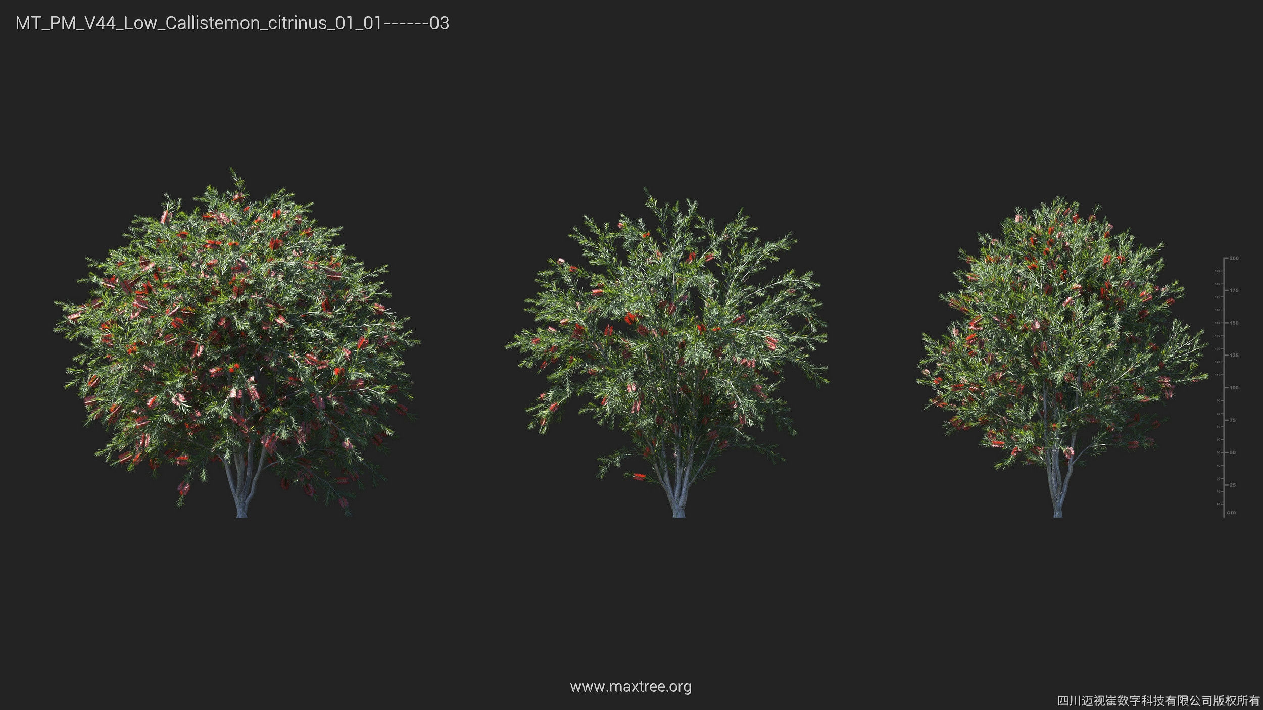 Maxtree Plant Models Vol 44 Low - Mesh 3D model_11