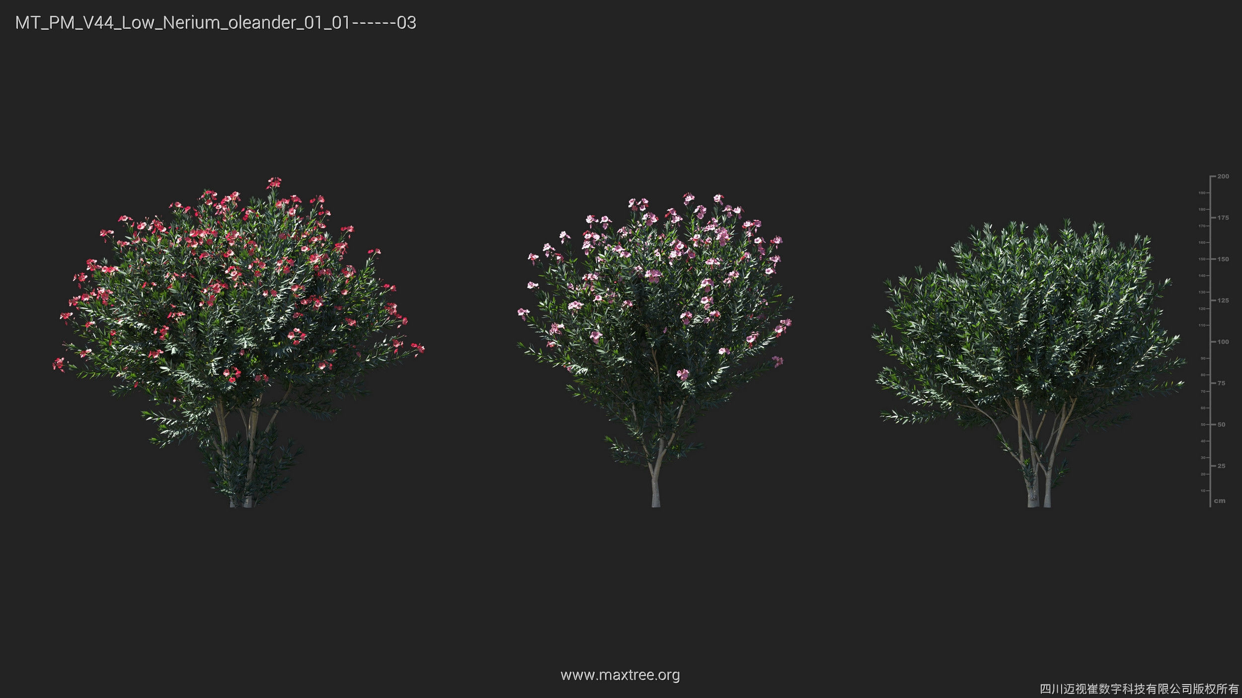 Maxtree Plant Models Vol 44 Low - Mesh 3D model_32
