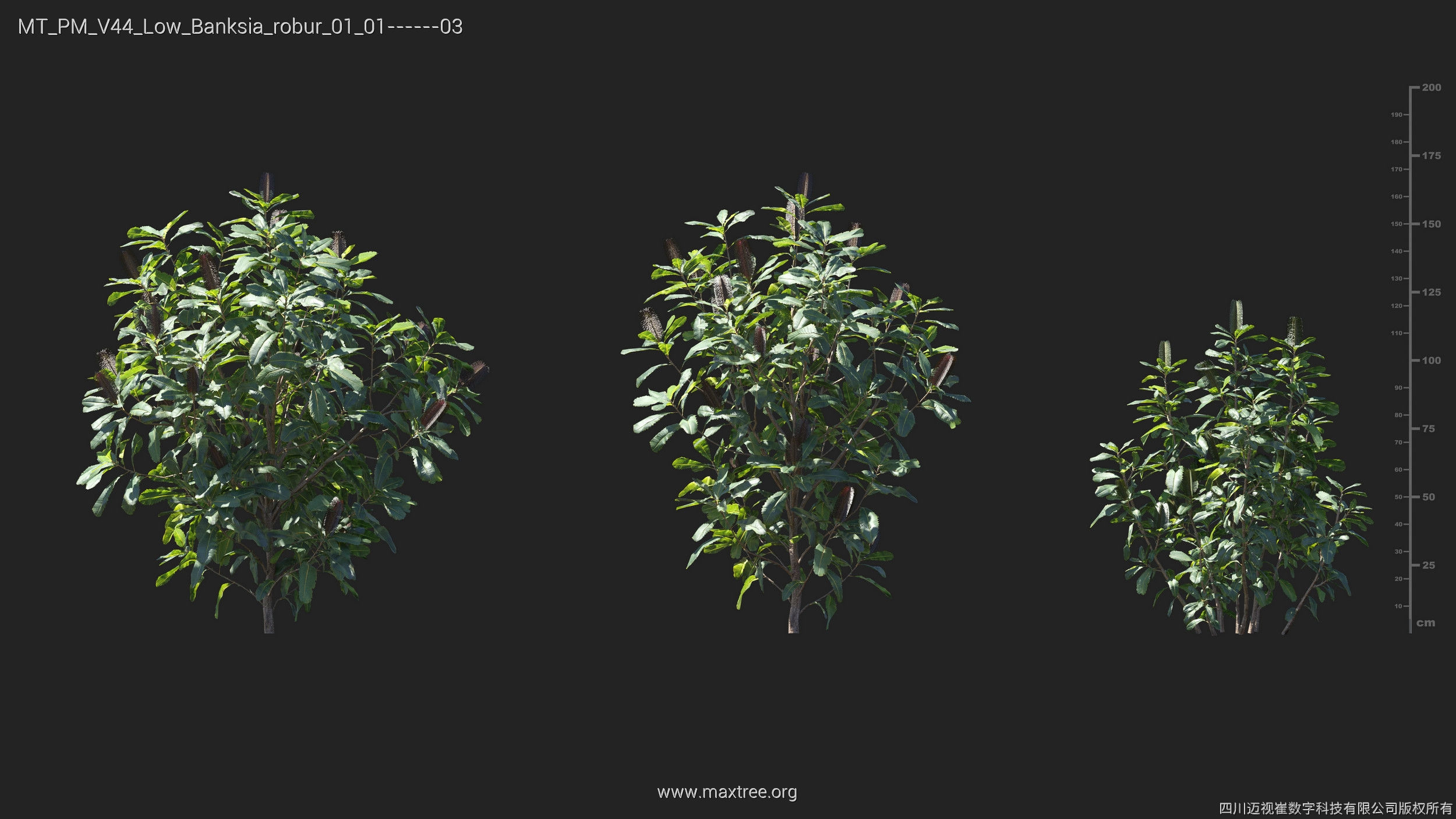 Maxtree Plant Models Vol 44 Low - Mesh 3D model_5