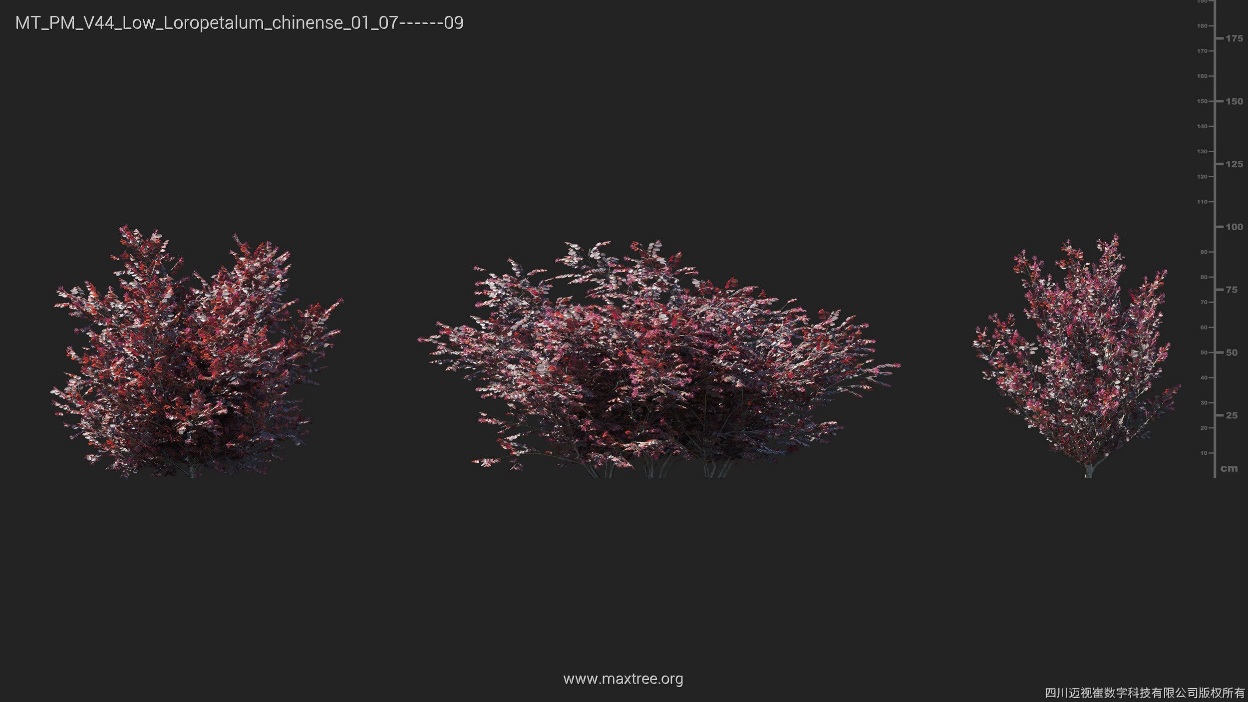Maxtree Plant Models Vol 44 Low - Mesh 3D model_31