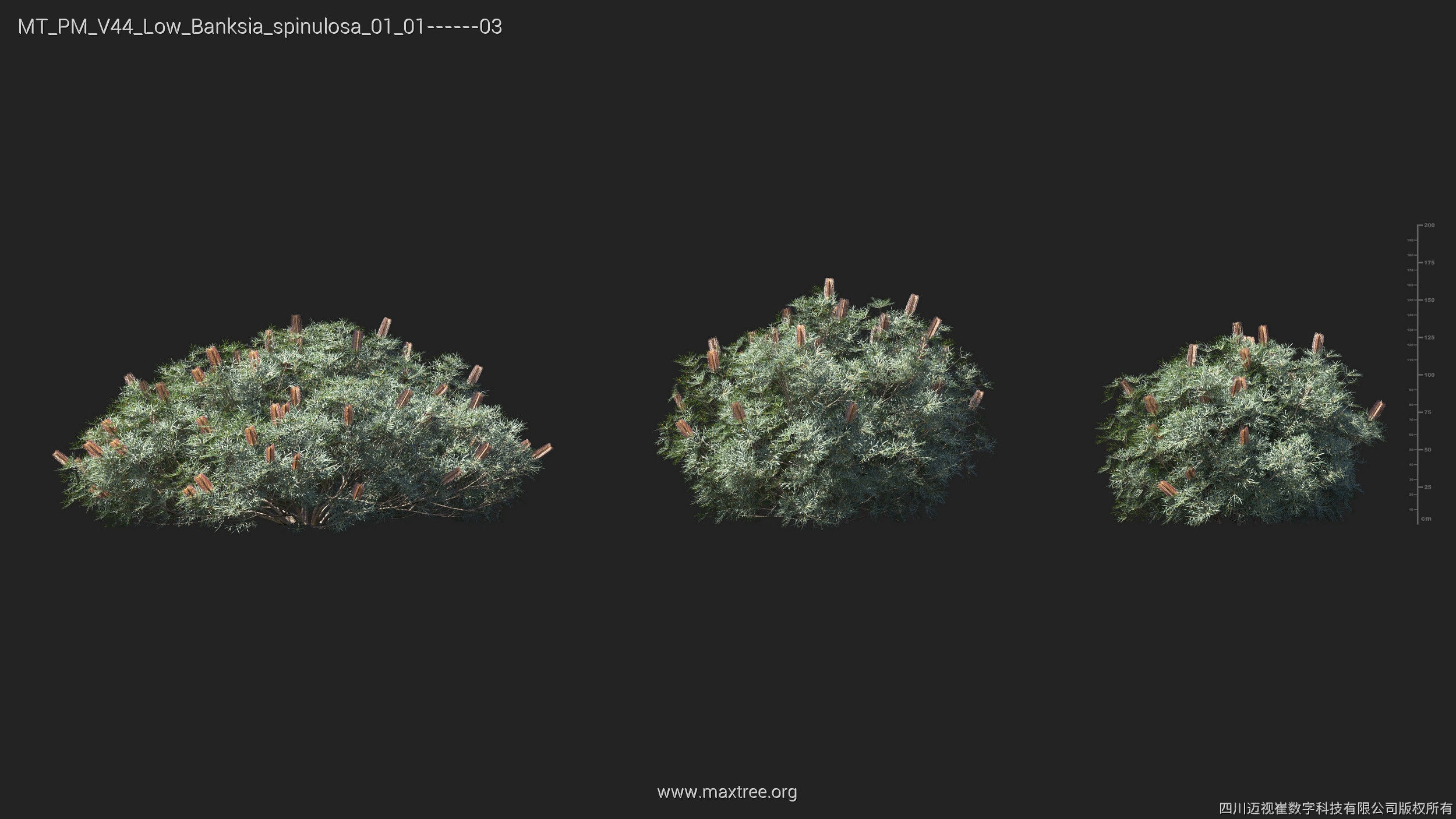 Maxtree Plant Models Vol 44 Low - Mesh 3D model_8
