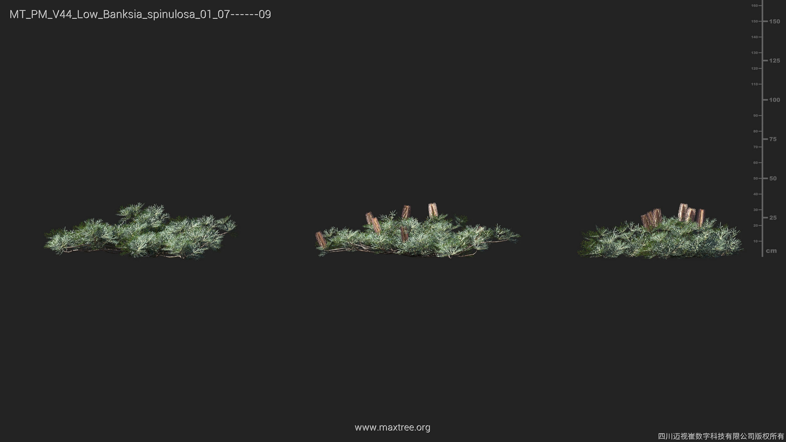 Maxtree Plant Models Vol 44 Low - Mesh 3D model_10