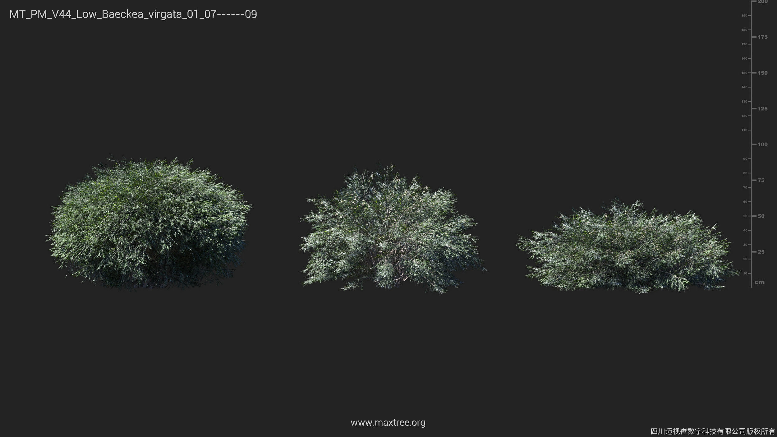 Maxtree Plant Models Vol 44 Low - Mesh 3D model_4