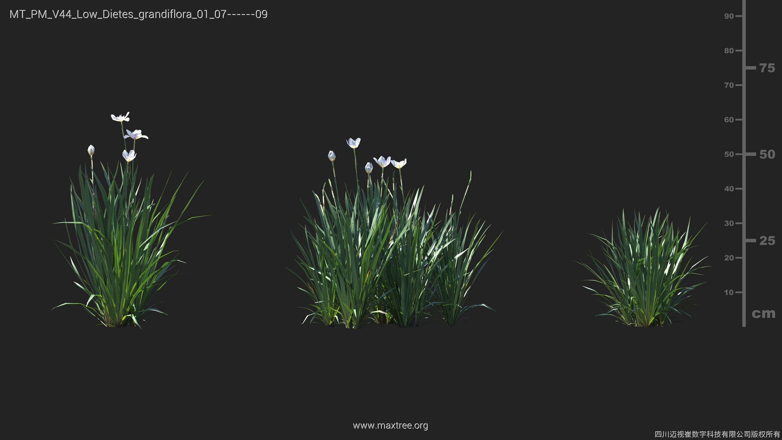 Maxtree Plant Models Vol 44 Low - Mesh 3D model_19