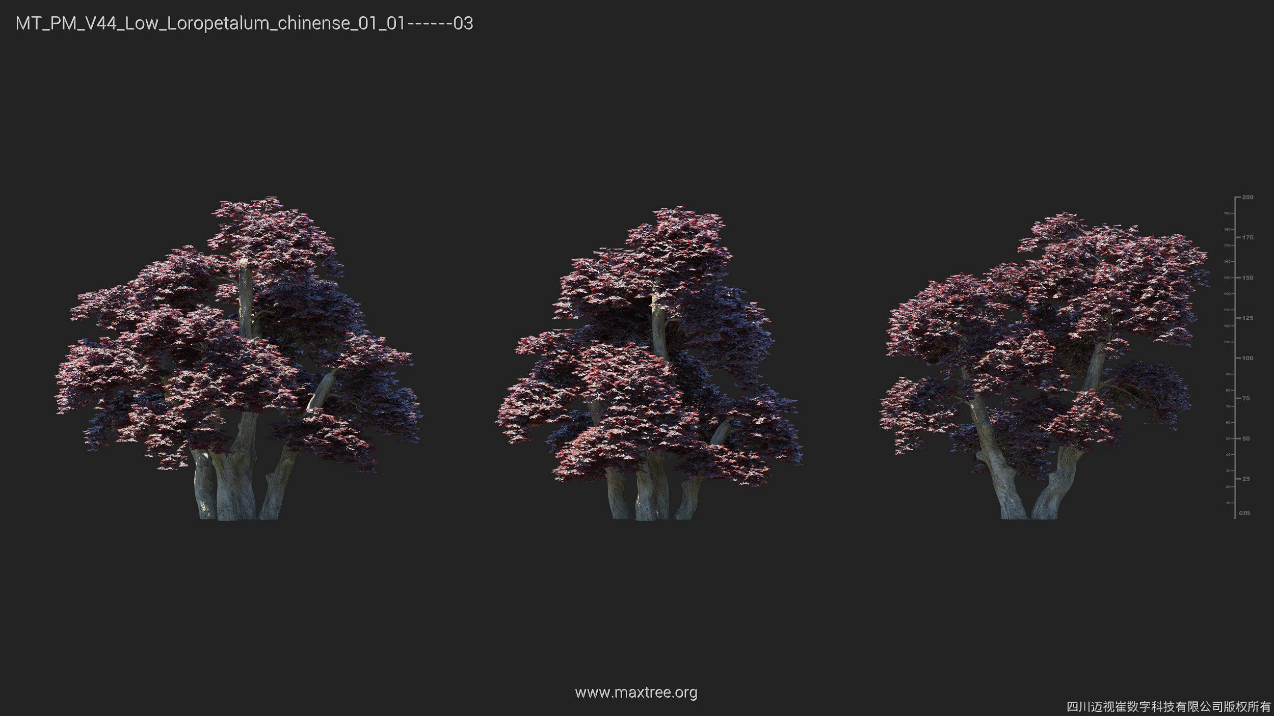 Maxtree Plant Models Vol 44 Low - Mesh 3D model_29
