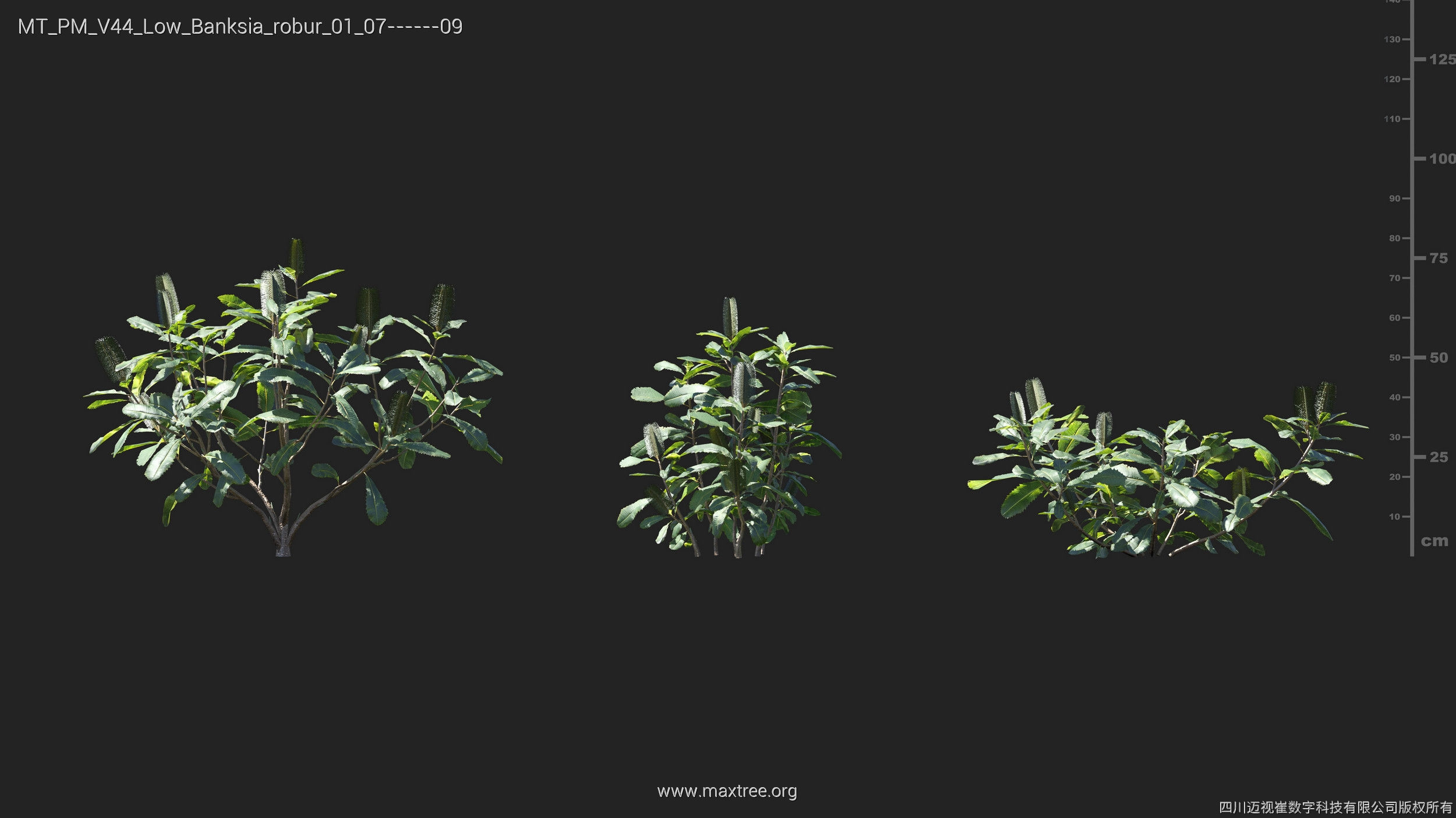 Maxtree Plant Models Vol 44 Low - Mesh 3D model_7