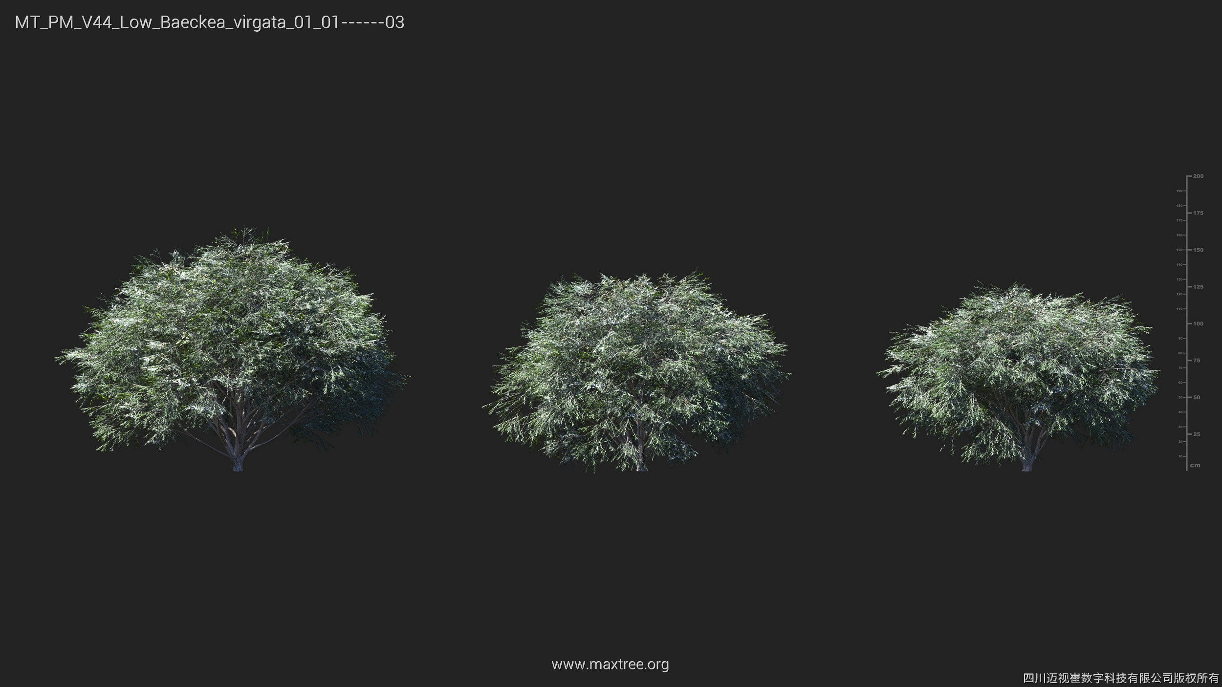 Maxtree Plant Models Vol 44 Low - Mesh 3D model_2