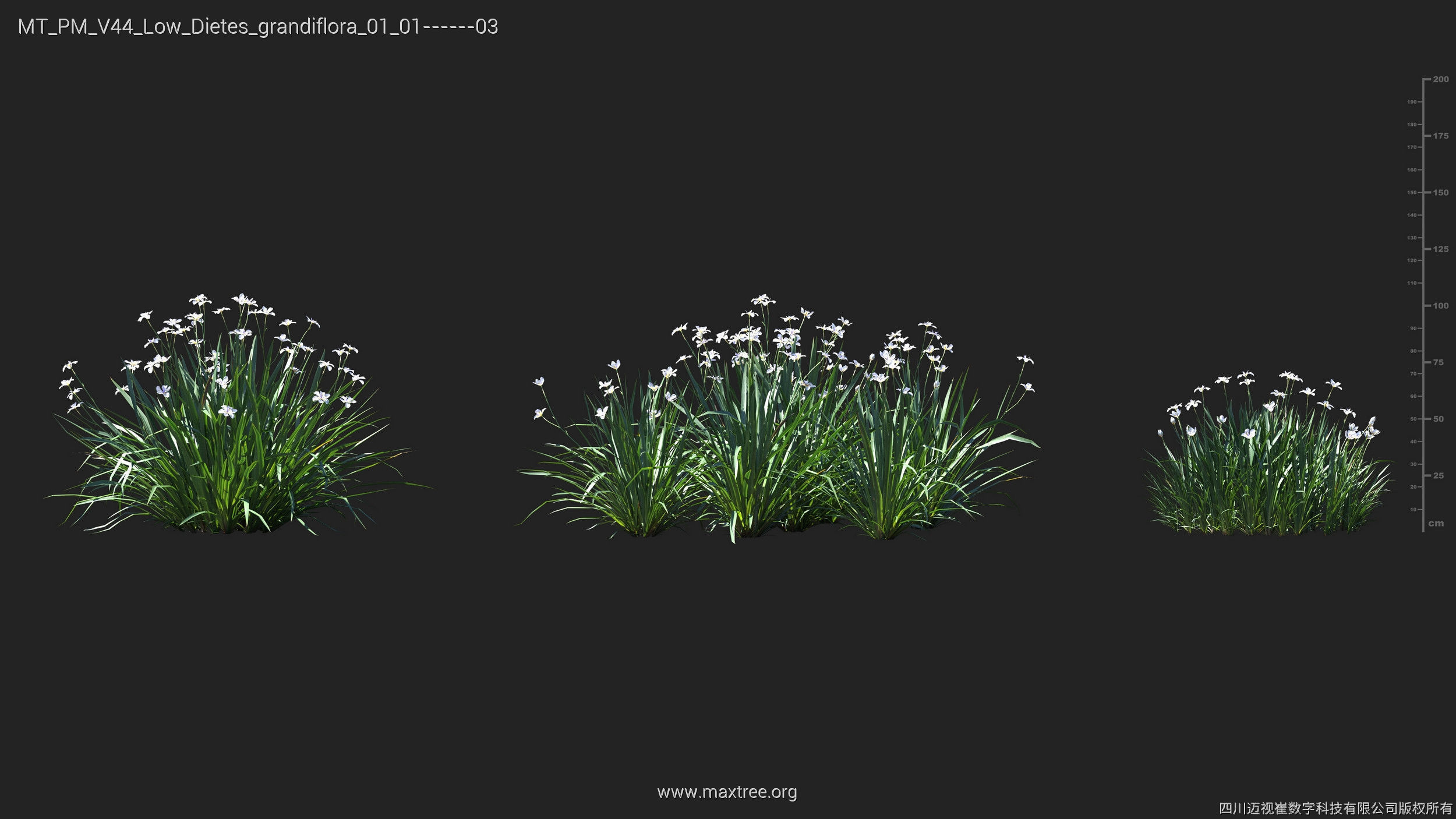 Maxtree Plant Models Vol 44 Low - Mesh 3D model_17