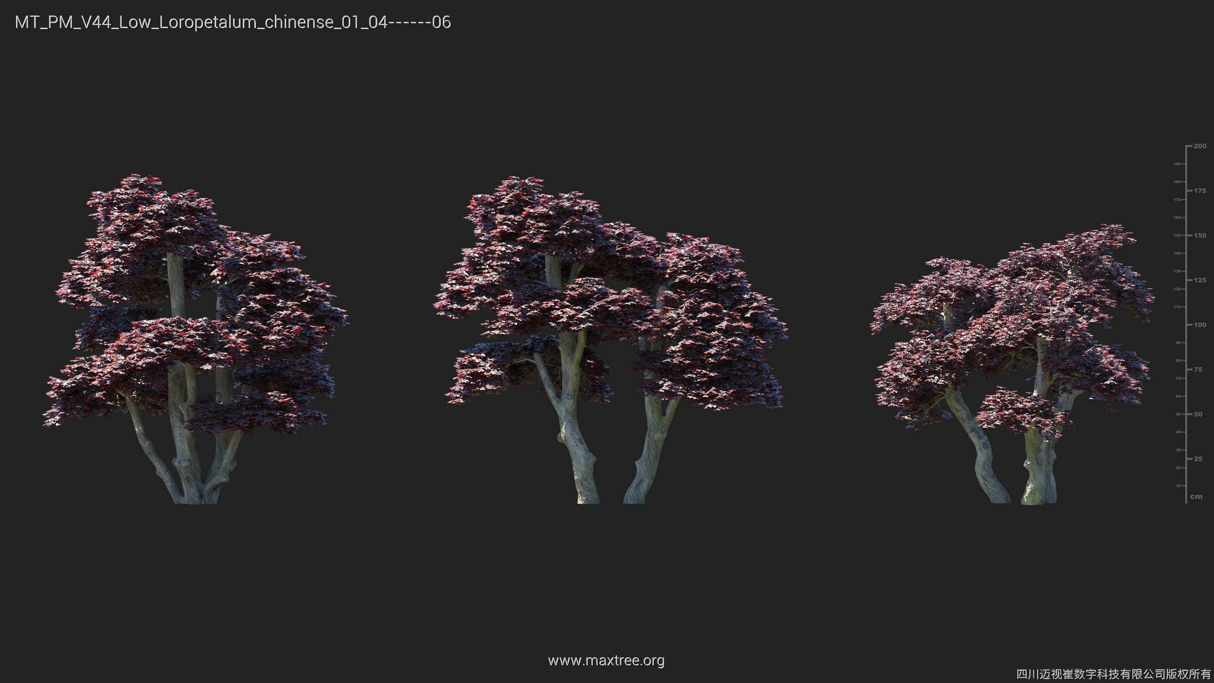 Maxtree Plant Models Vol 44 Low - Mesh 3D model_30