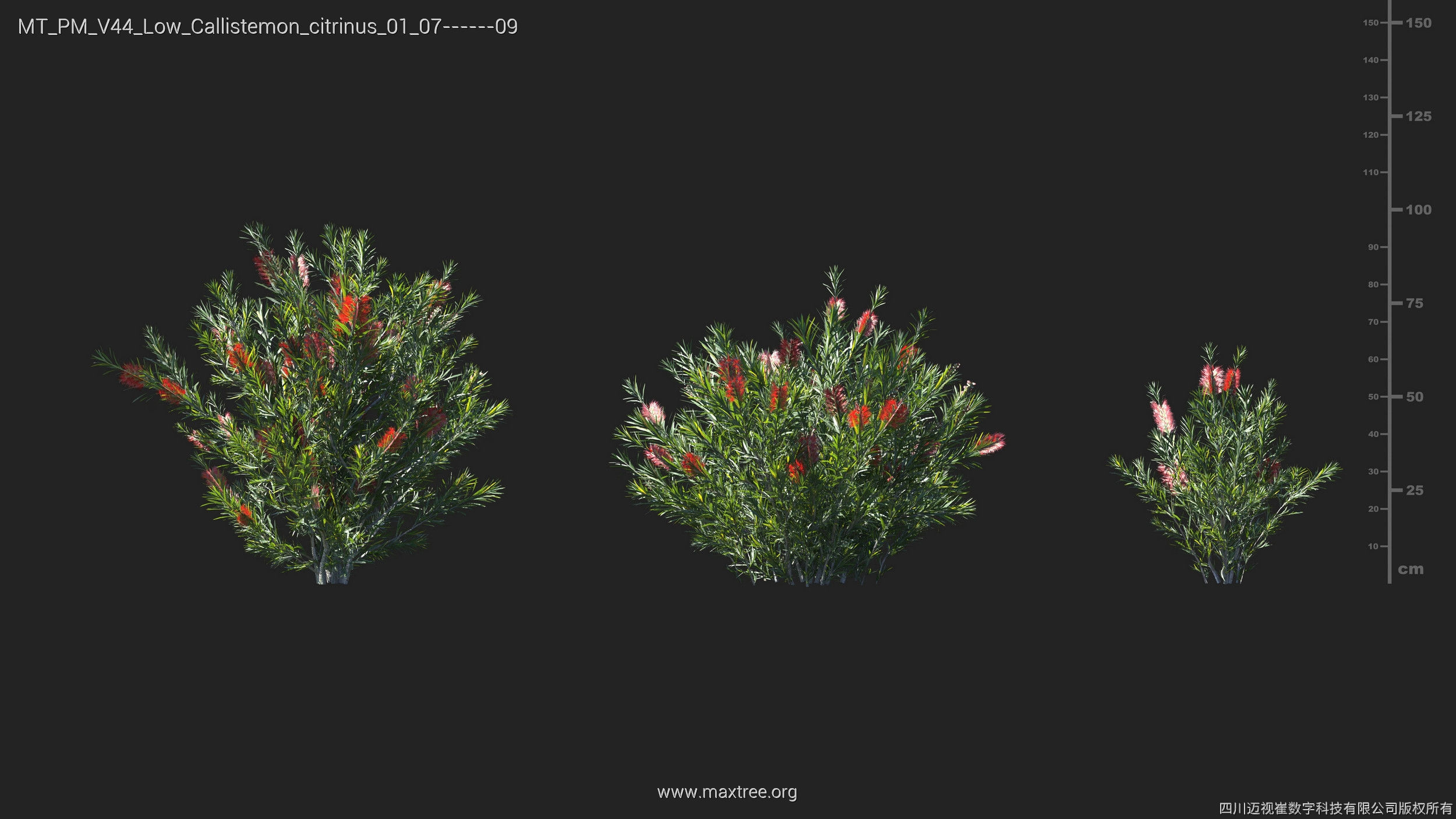 Maxtree Plant Models Vol 44 Low - Mesh 3D model_13
