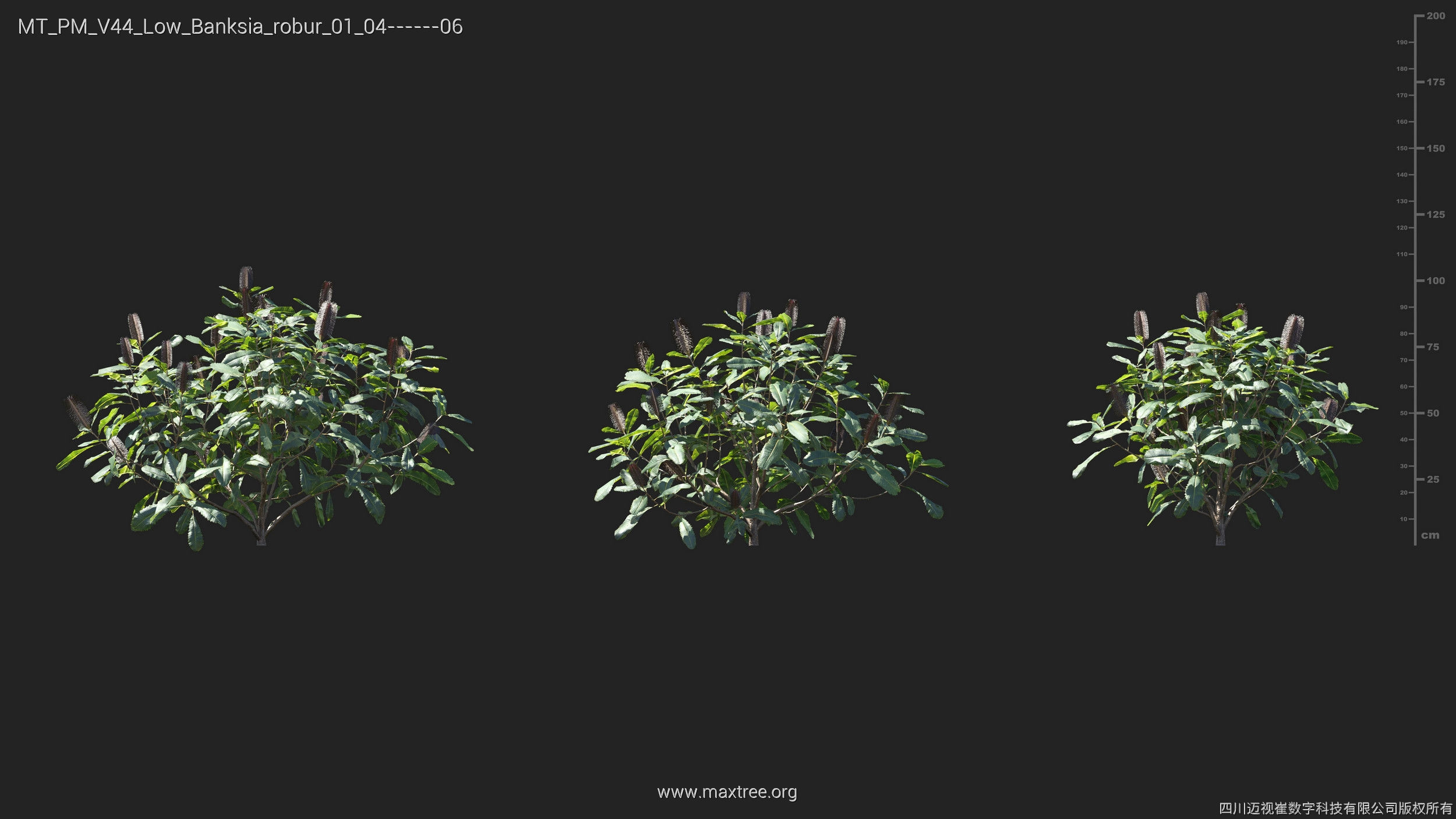 Maxtree Plant Models Vol 44 Low - Mesh 3D model_6