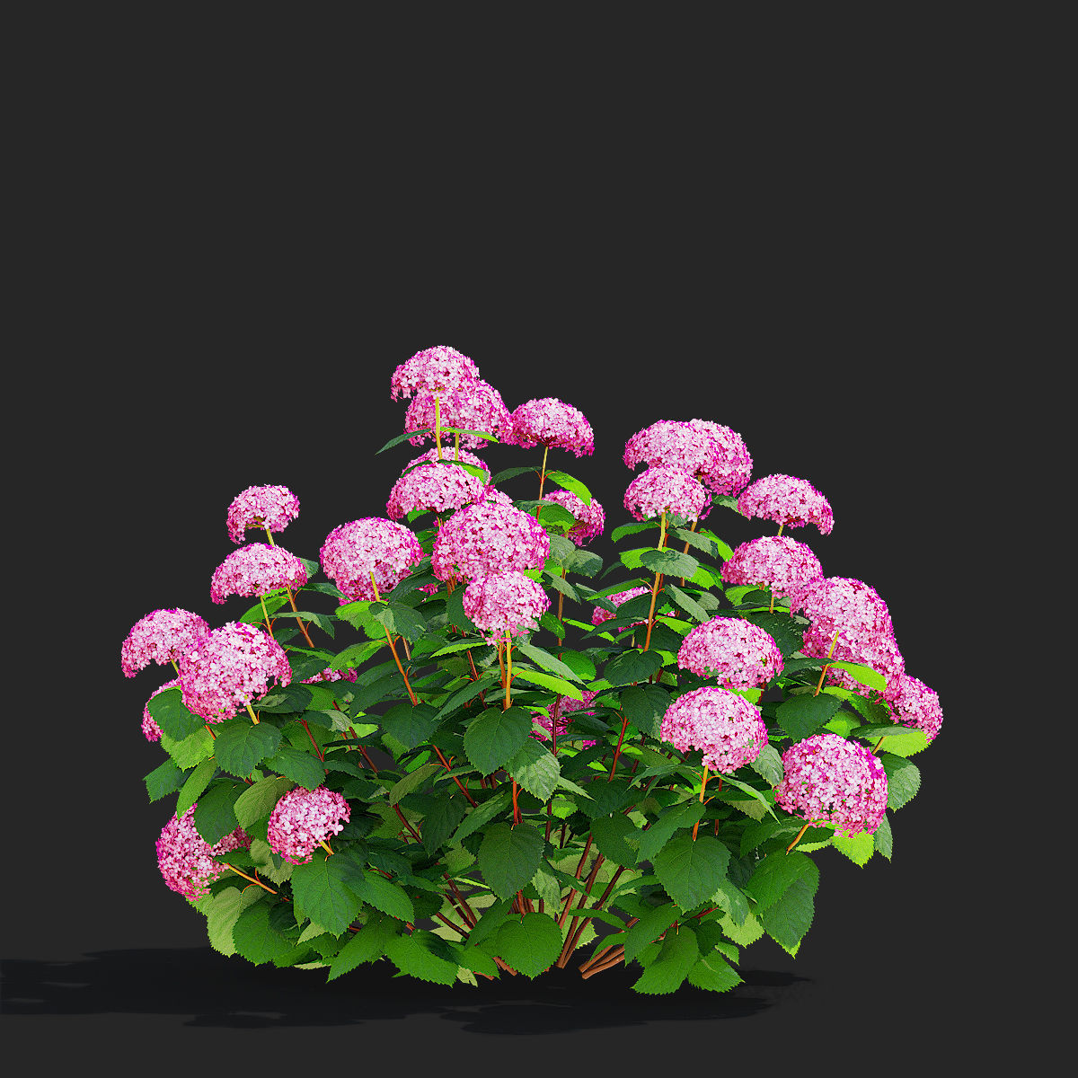 Hydrangea arborescens 4 bushes 3D model_6