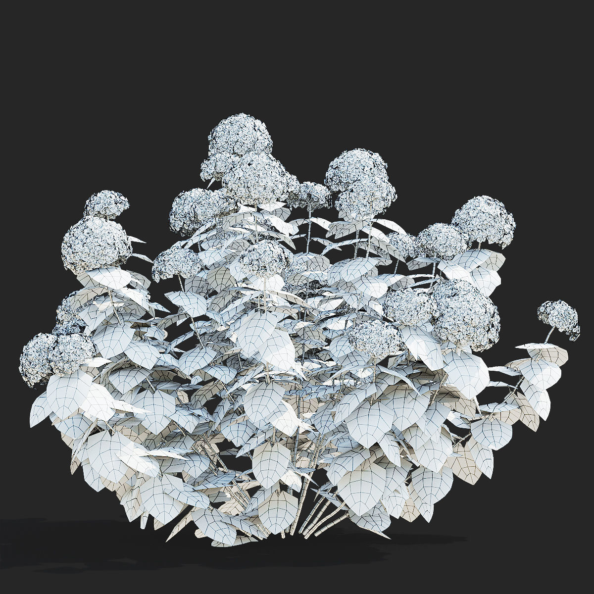 Hydrangea arborescens 4 bushes 3D model_9