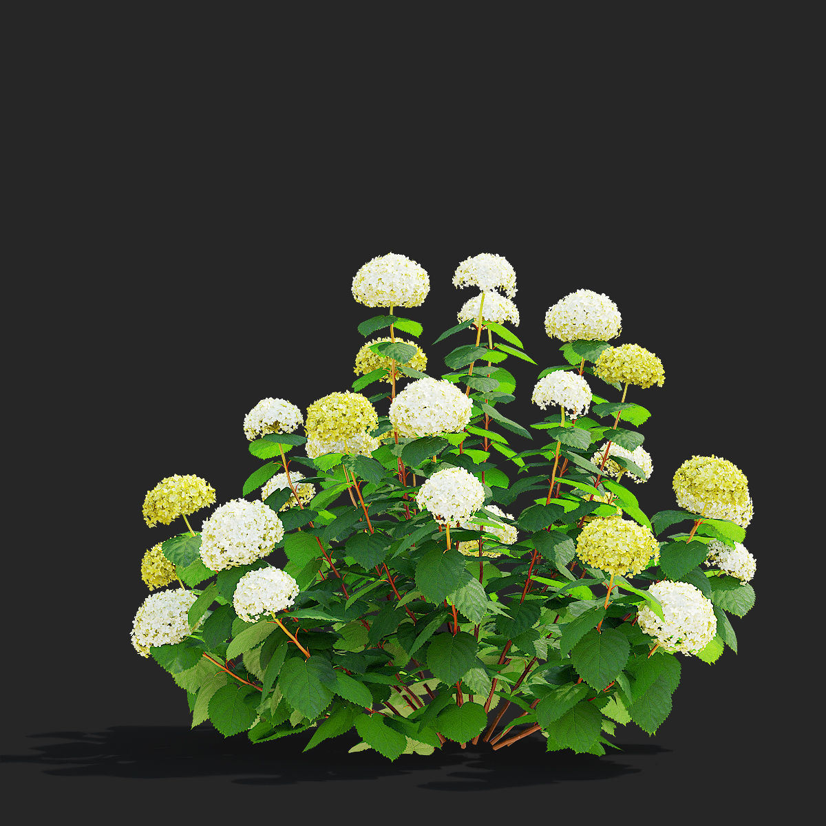 Hydrangea arborescens 4 bushes 3D model_7