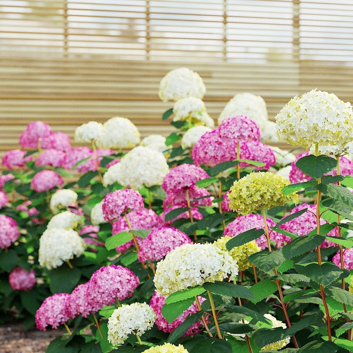 Hydrangea arborescens 4 bushes 3D model_1