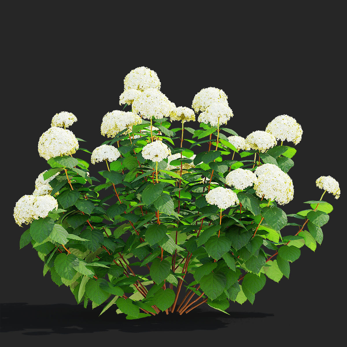 Hydrangea arborescens 4 bushes 3D model_8