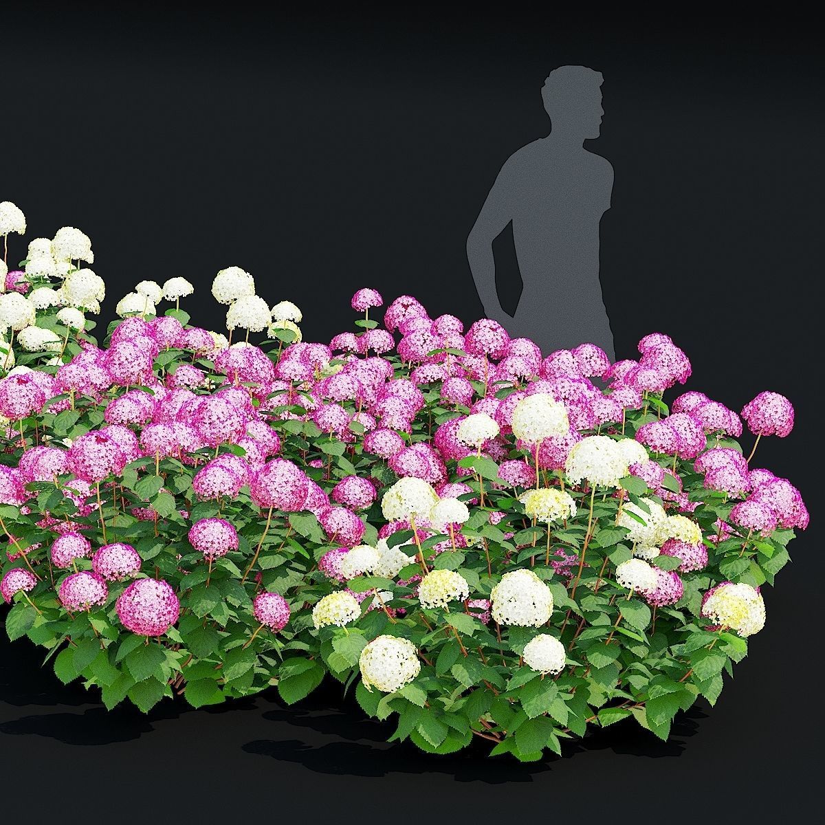 Hydrangea arborescens 4 bushes 3D model_3