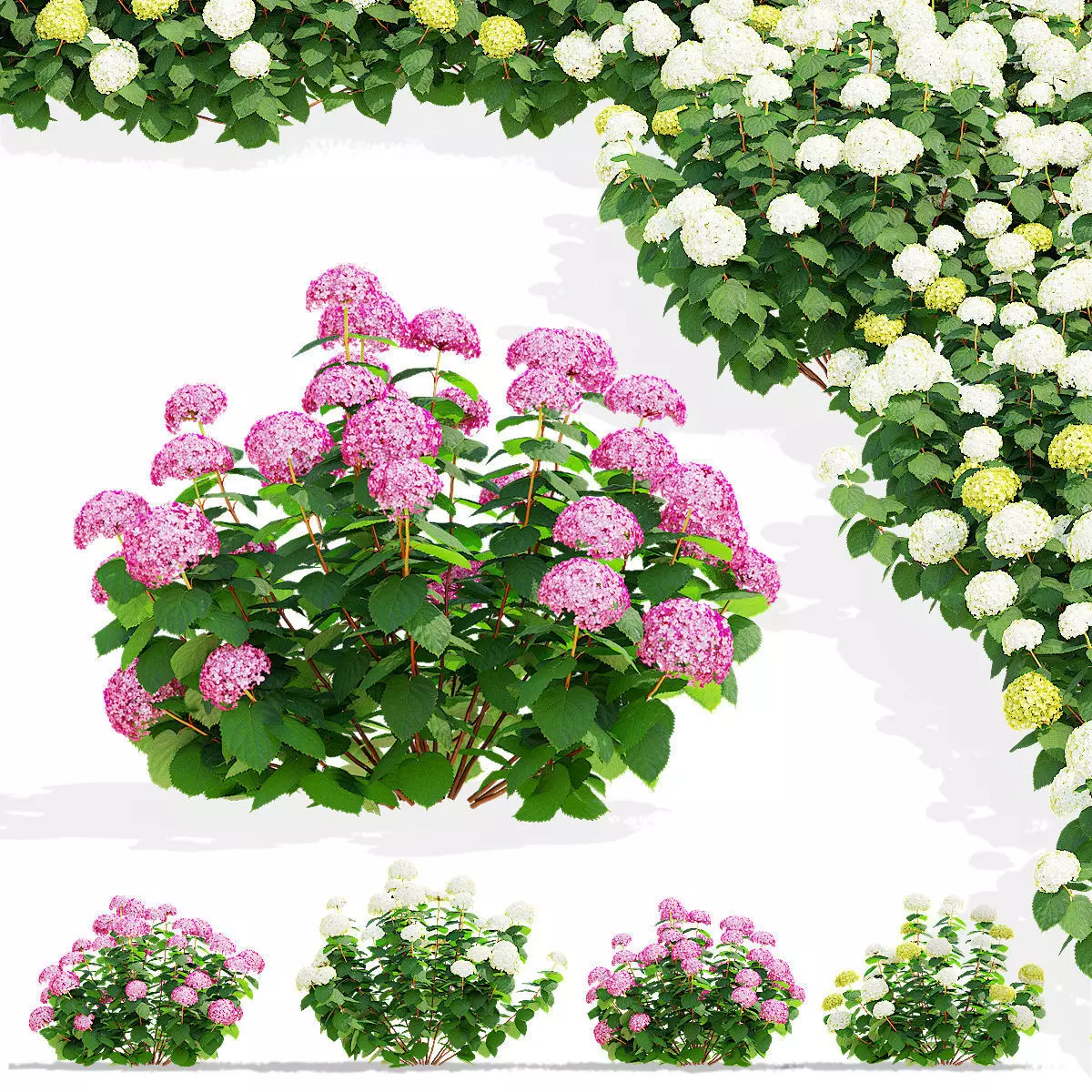 Hydrangea arborescens 4 bushes 3D model_0