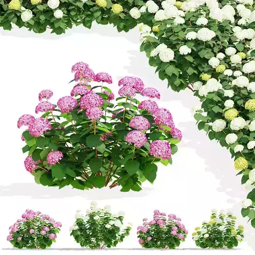 Hydrangea arborescens 4 bushes 3D model
