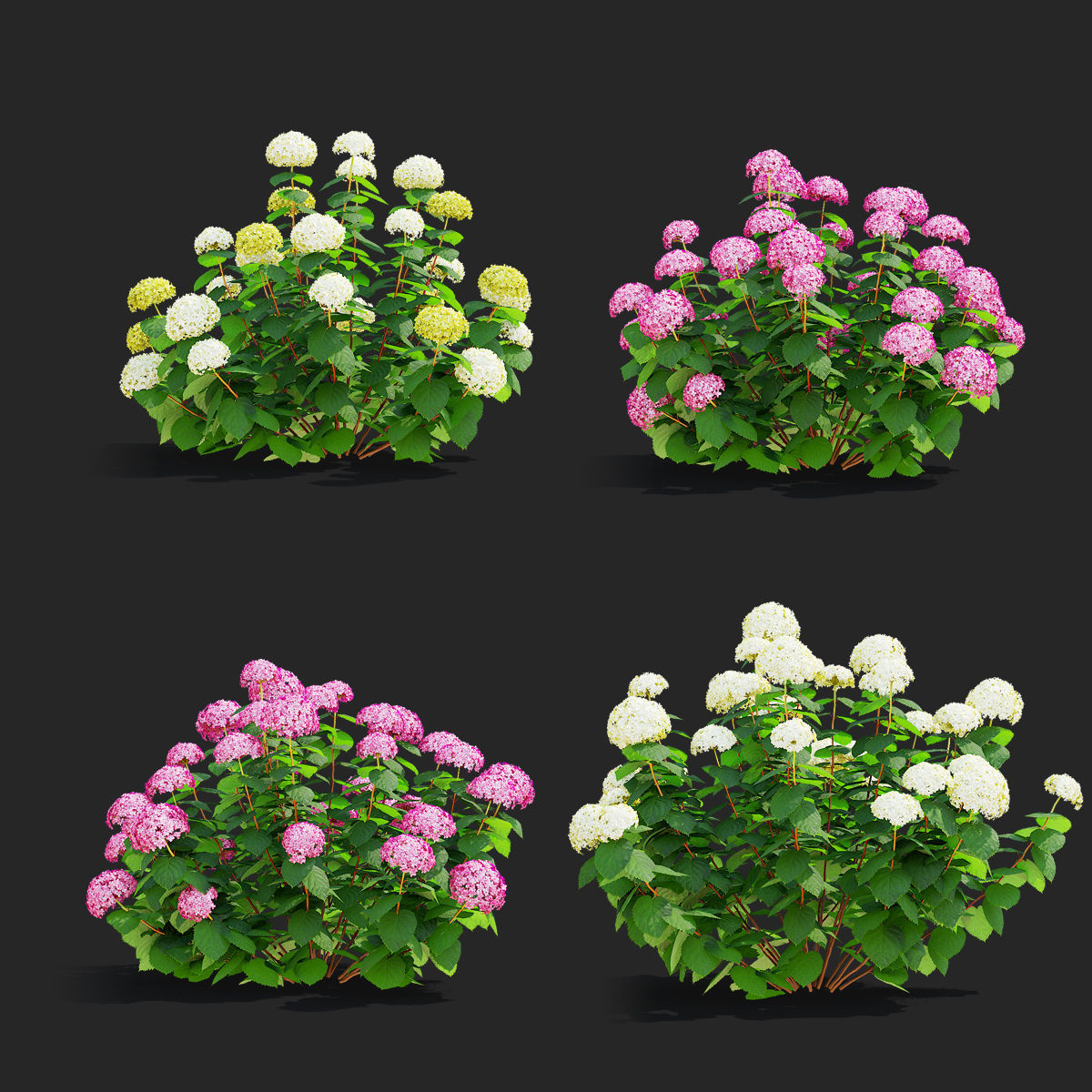 Hydrangea arborescens 4 bushes 3D model_2