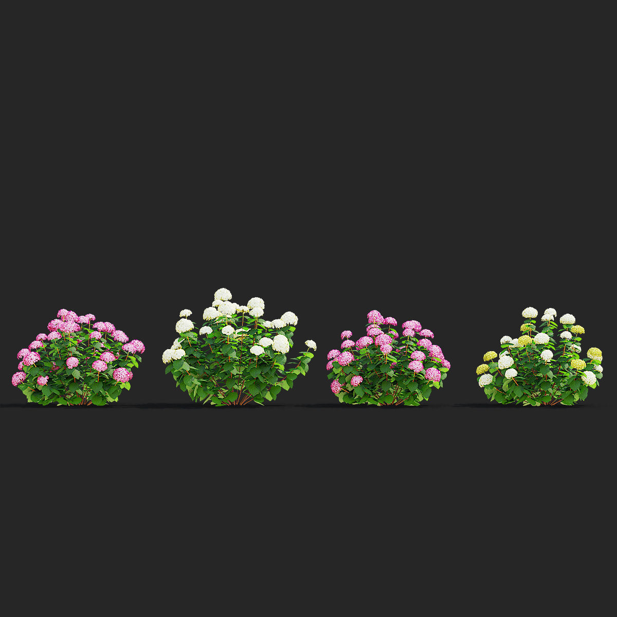 Hydrangea arborescens 4 bushes 3D model_4