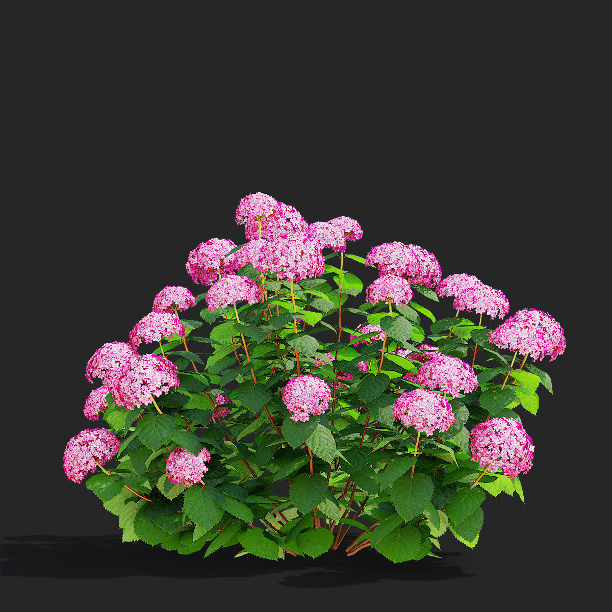 Hydrangea arborescens 4 bushes 3D model_5