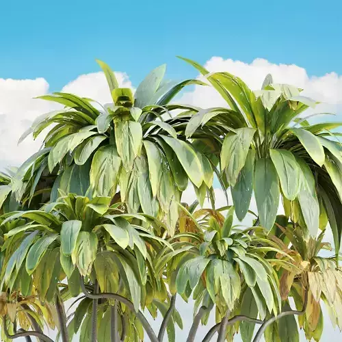 Cordyline fruticosa plants vol 209