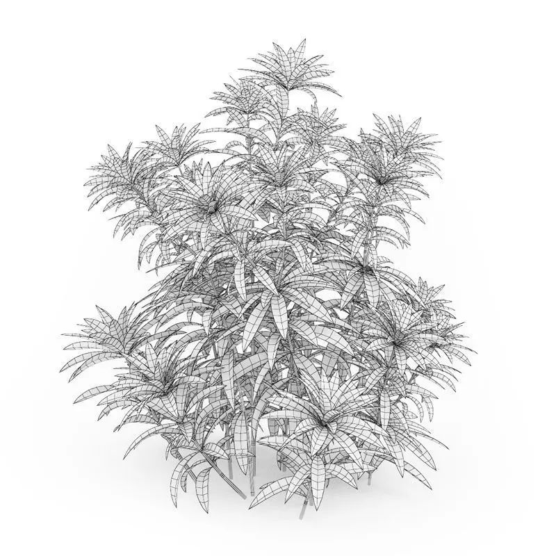Japanese andromeda Pieris japonica 44850 3D model