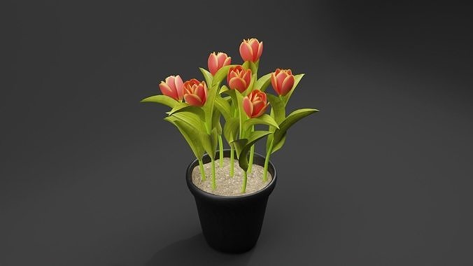 Tulips Plant Low-poly 3D model
