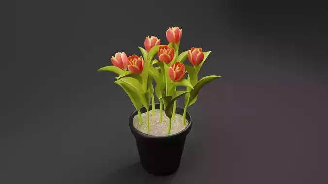 Tulips Plant