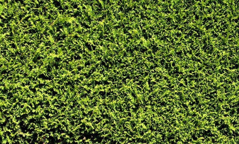 moss clock Free 3D model_7